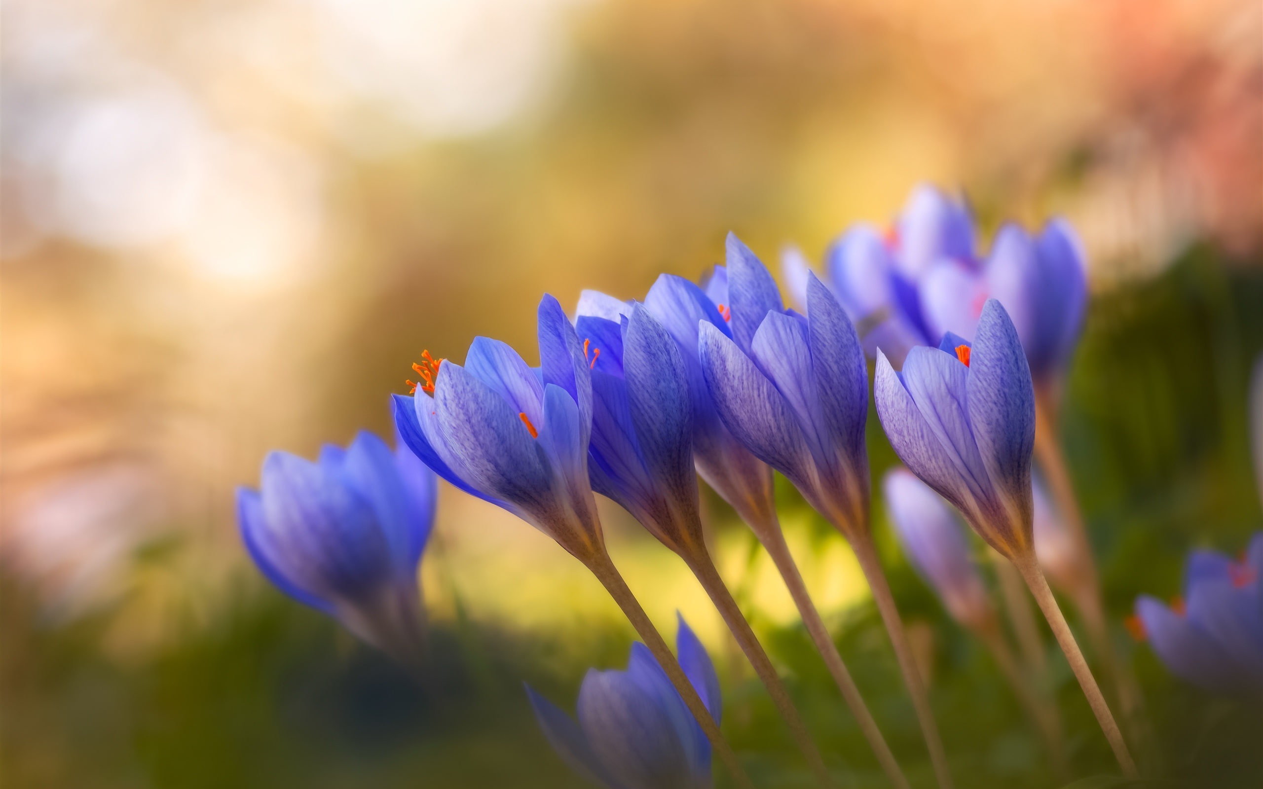 Bokeh, close, Flowers, Crocuses, 2K, purple, crocus, Blue, HD Wallpaper