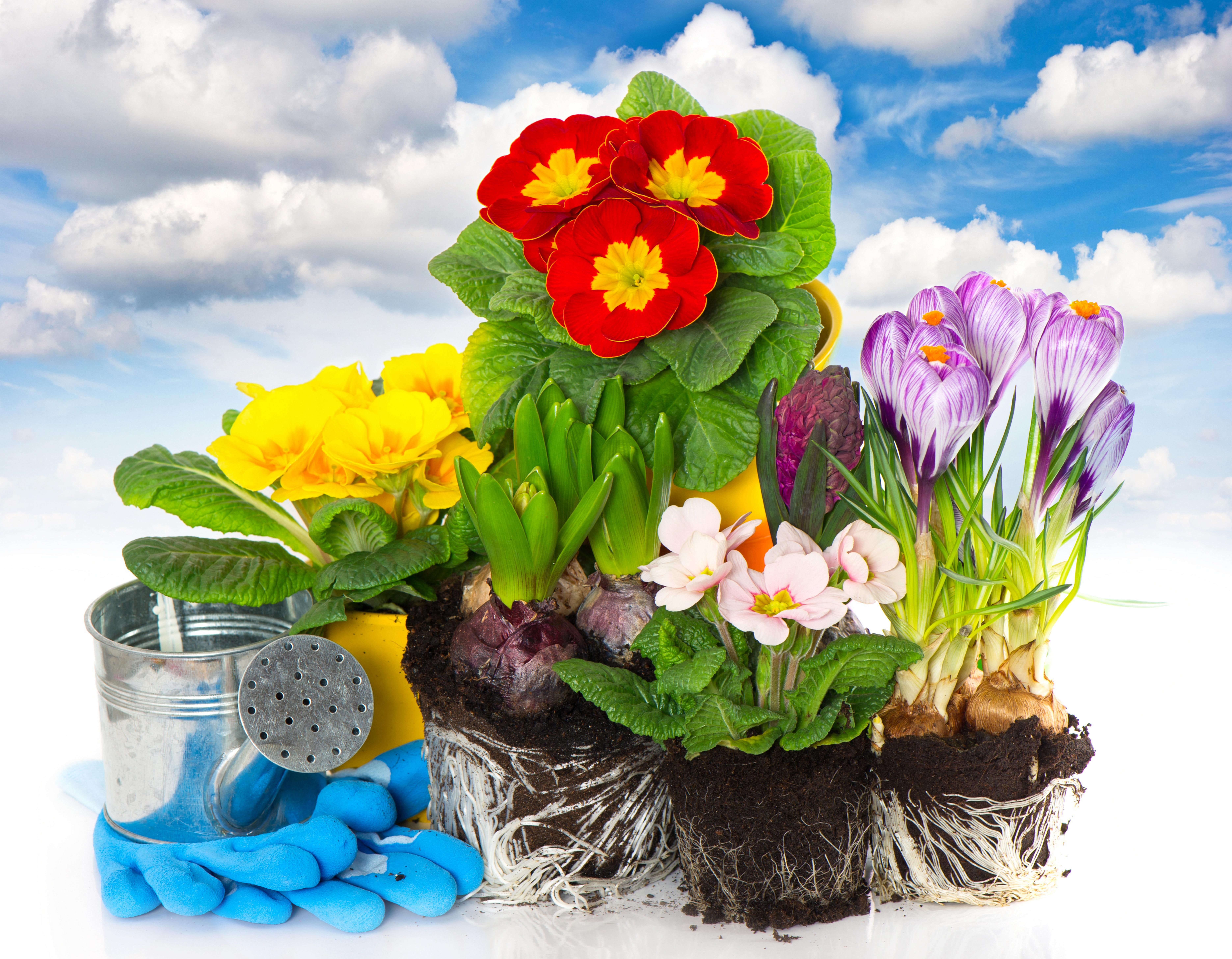 5K, crocuses, flowers, primula, HD Wallpaper