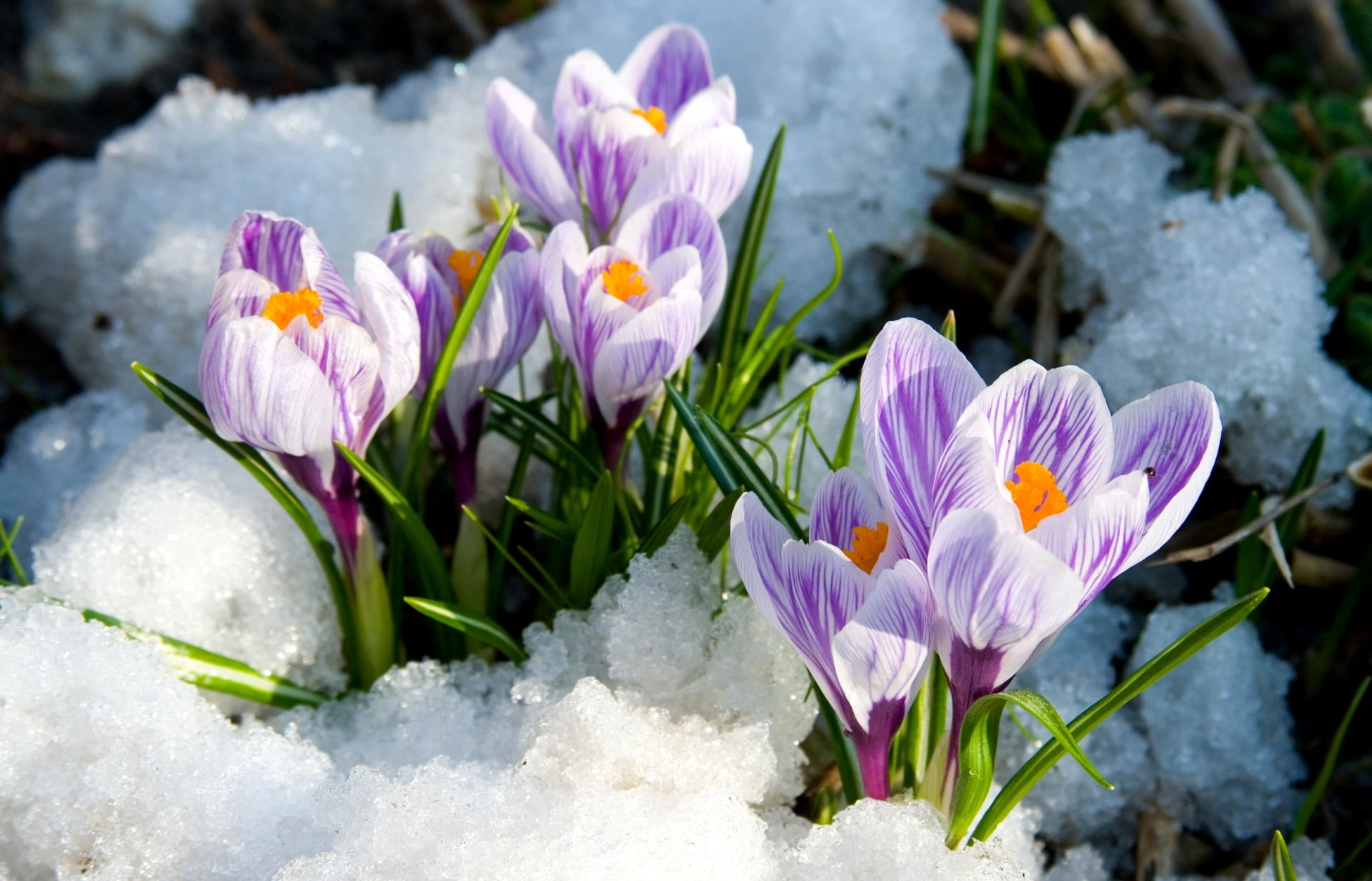 fragility, vulnerability, freshness, water, crocuses, flowers, no People, multi Colored, botany, nature, flower Head, crocus, spring, inflorescence, 1080P, HD Wallpaper