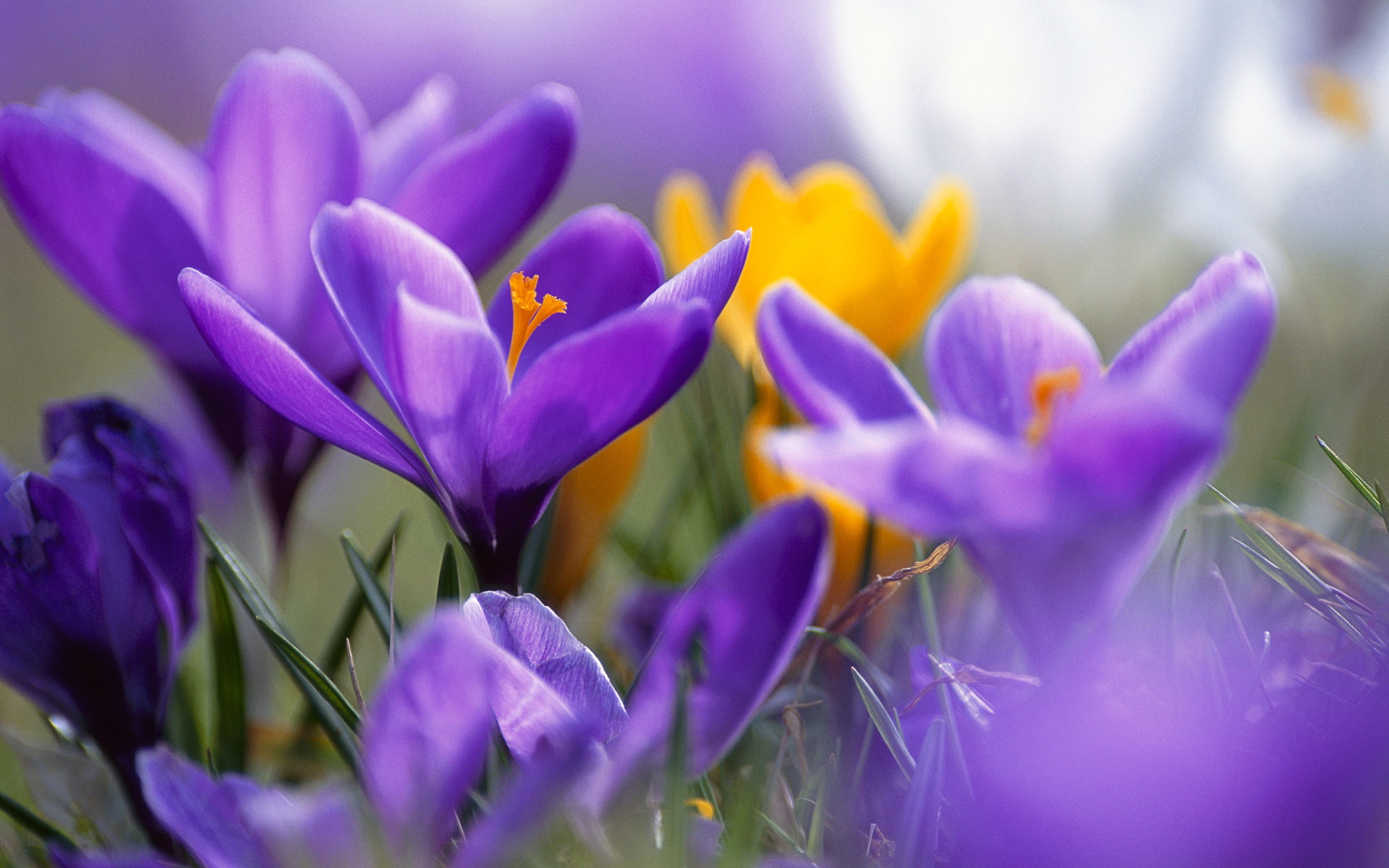 crocuses, hd, 1080P, flowers, purple, HD Wallpaper
