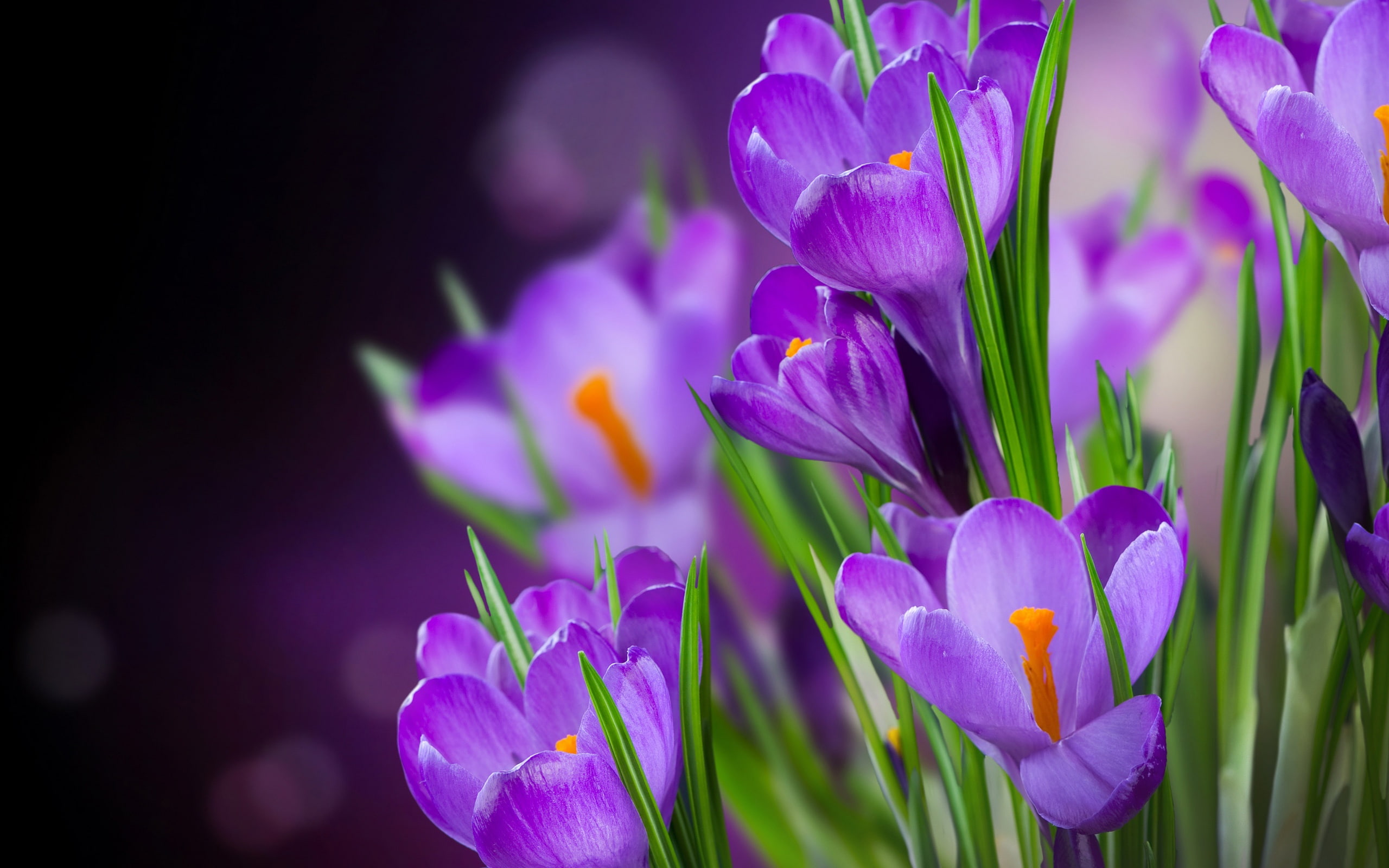 Flowers, Crocuses, 2K, Photography, Macro, Violet, HD Wallpaper