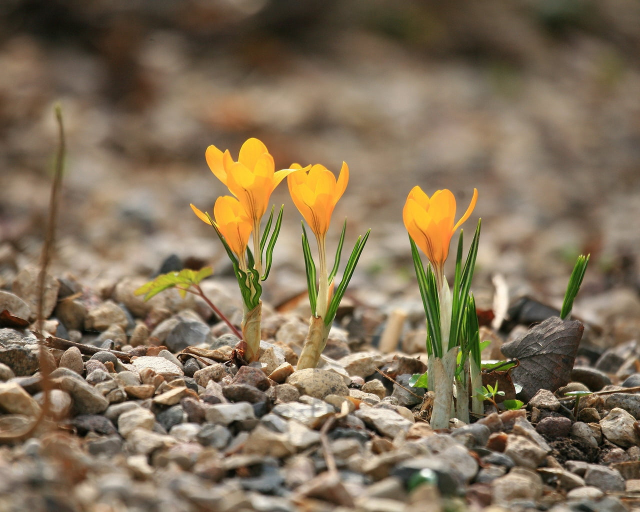 season, dirt, yellow, blossom, summer, flower Head, freshness, petaled, leaf, rocks, day, flower, green Color, growth, beauty In Nature, grass, no People, HD Wallpaper