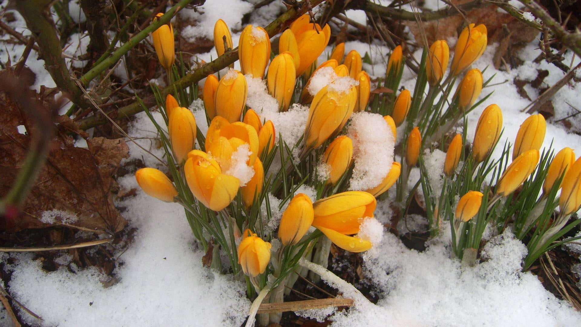 flowers, orange, 1920x1080, crocus, snow, crocuses, 1080P, yellow, HD Wallpaper