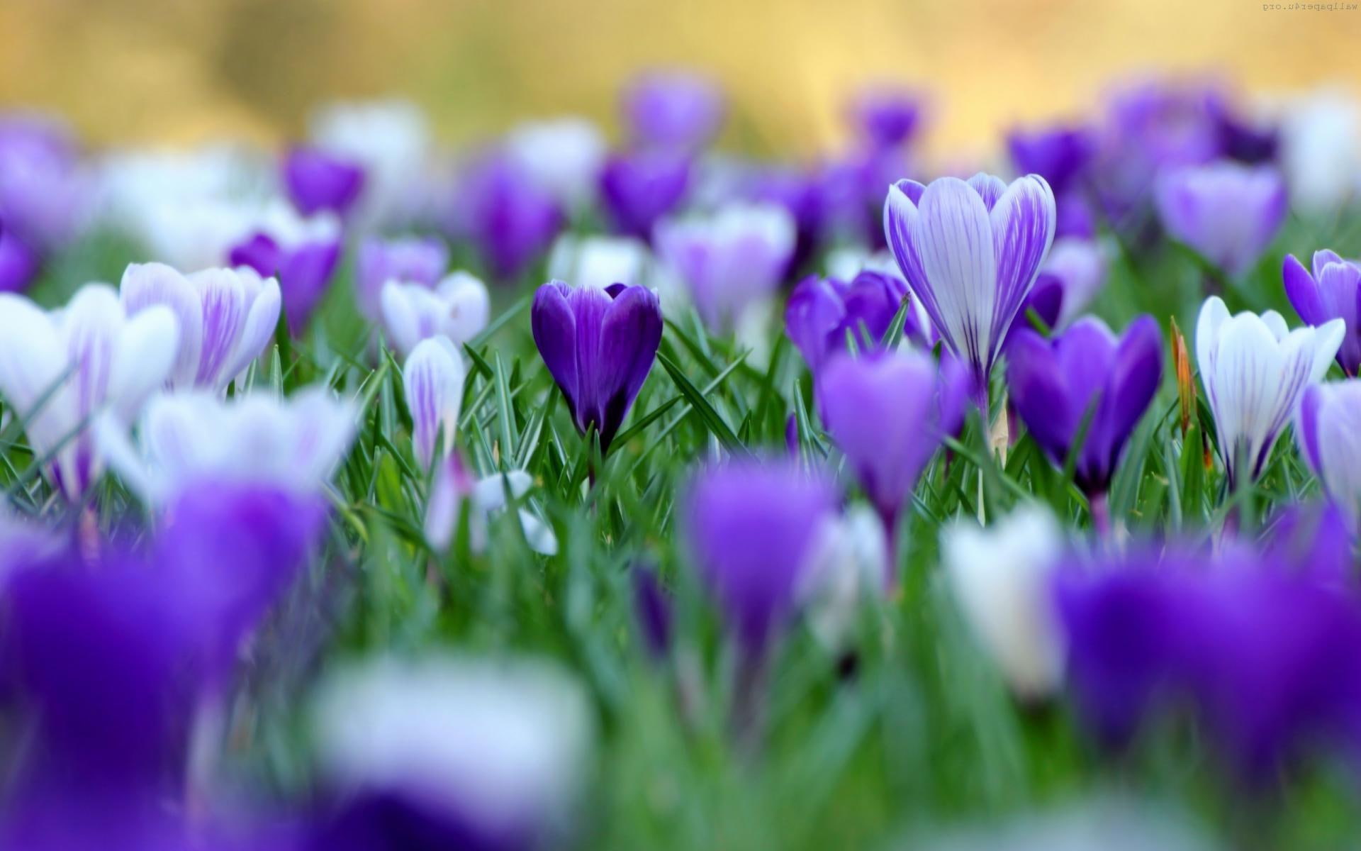 1920x1200, crocuses, 1080P, purple, white, flowers, crocus, HD Wallpaper