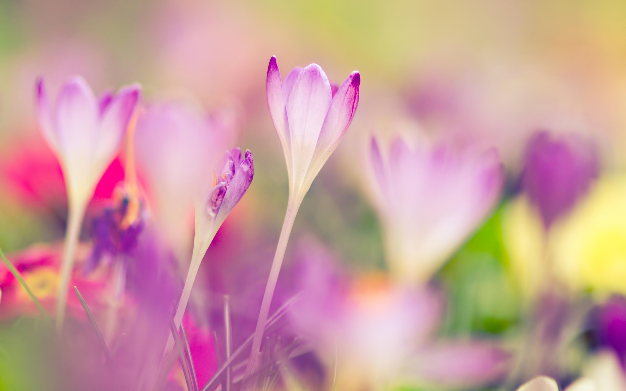 Pink, Crocuses, 2K, Background, Blurred, HD Wallpaper