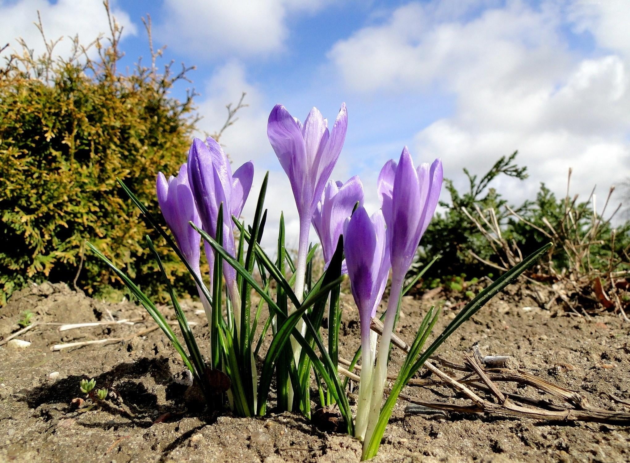 beauty In Nature, leaf, sunlight, no People, spring, sky, multi Colored, tulip, fragility, cloud - sky, plant, nature, ground, field, flowerbed, outdoors, HD Wallpaper