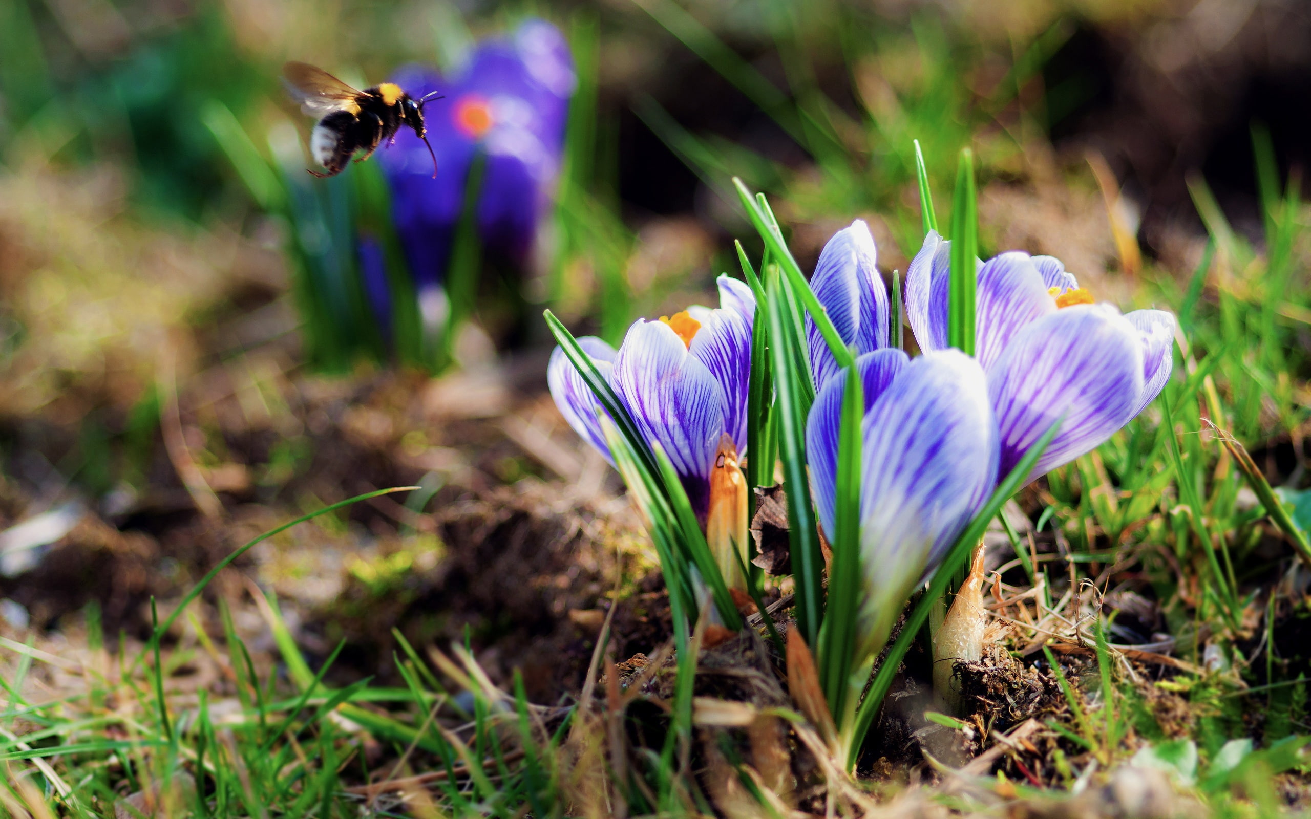2K, Bee, Crocuses, Spring, HD Wallpaper