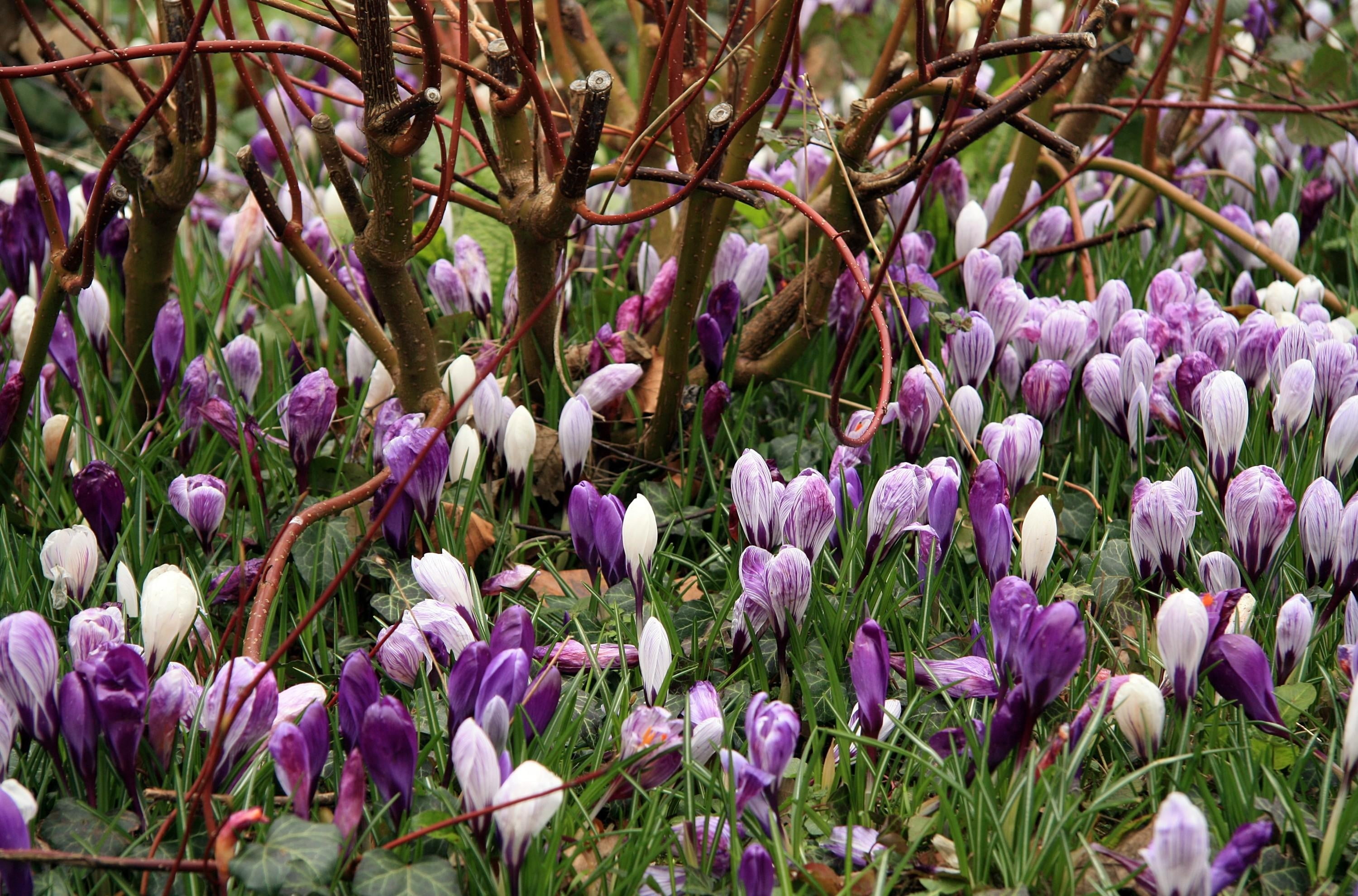 bush, summer, purple, botany, green Color, flower Head, flowerbed, stem, outdoors, flower, spring, crocus, petaled, leaf, crocuses, close-up, branches, HD Wallpaper