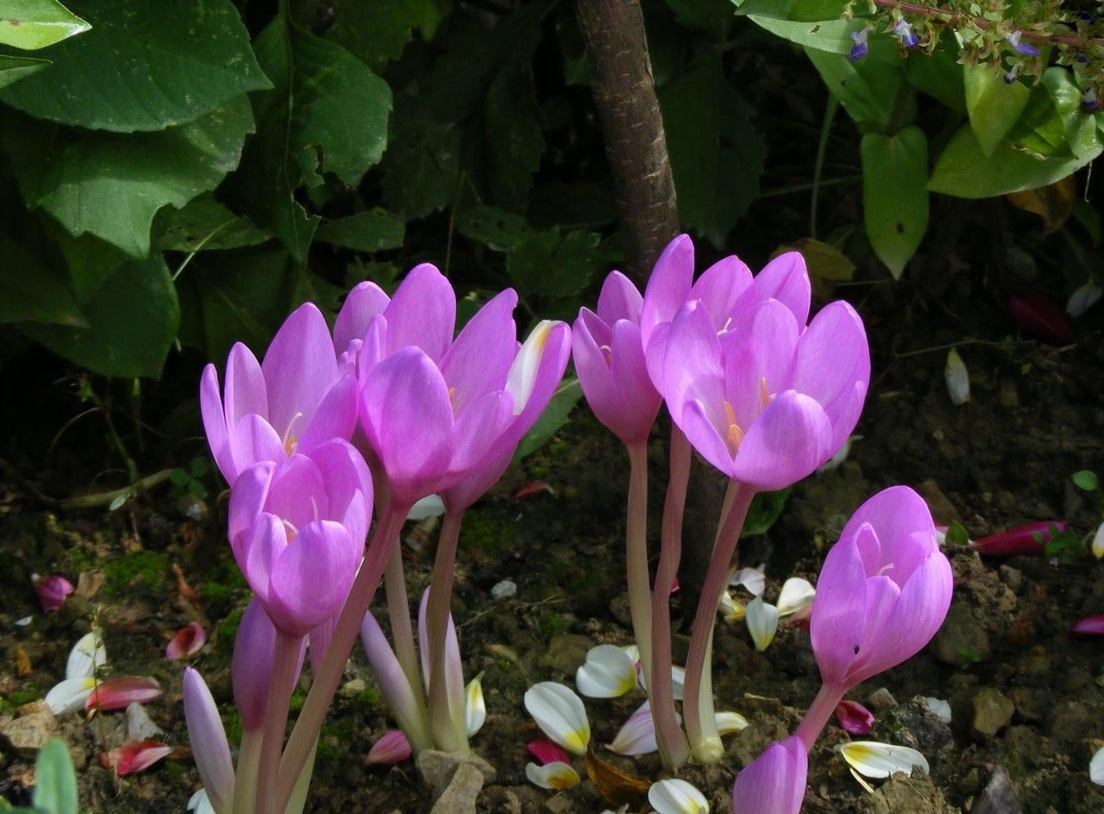 stem, springtime, inflorescence, season, tulip, blossom, green Color, nature, flowers, spring, flowering plant, plant part, petal, close-up, freshness, HD Wallpaper
