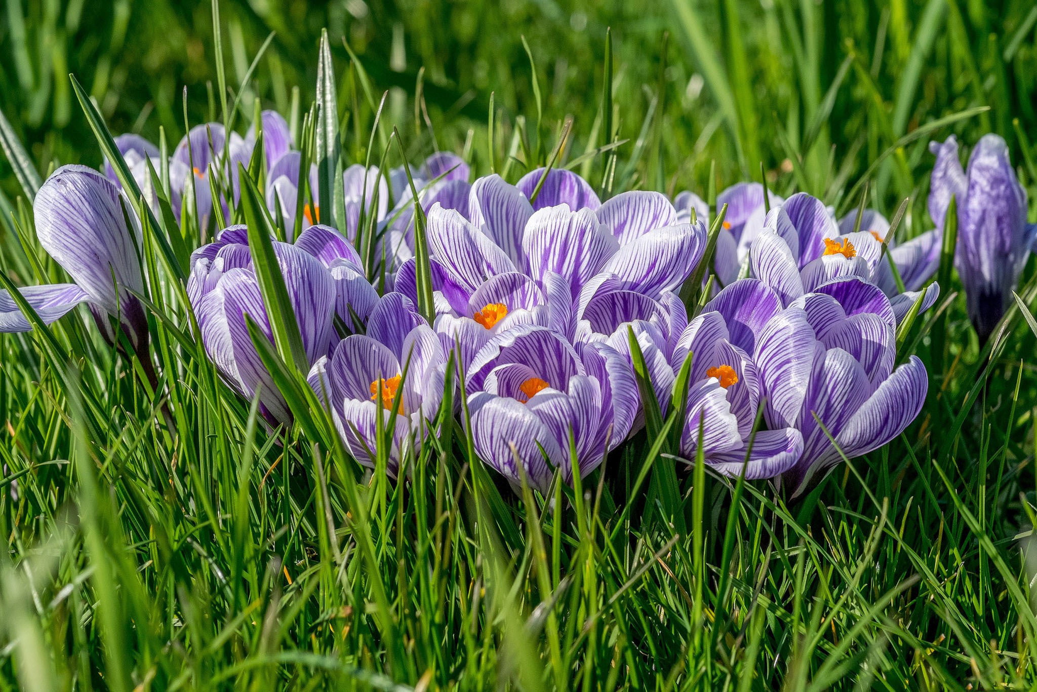 meadow, land, yellow, crocuses, petaled, grass, leaf, flower Head, botany, blue, lilac, plant, nature, petal, close-up, iris, flower, season, no People, HD Wallpaper