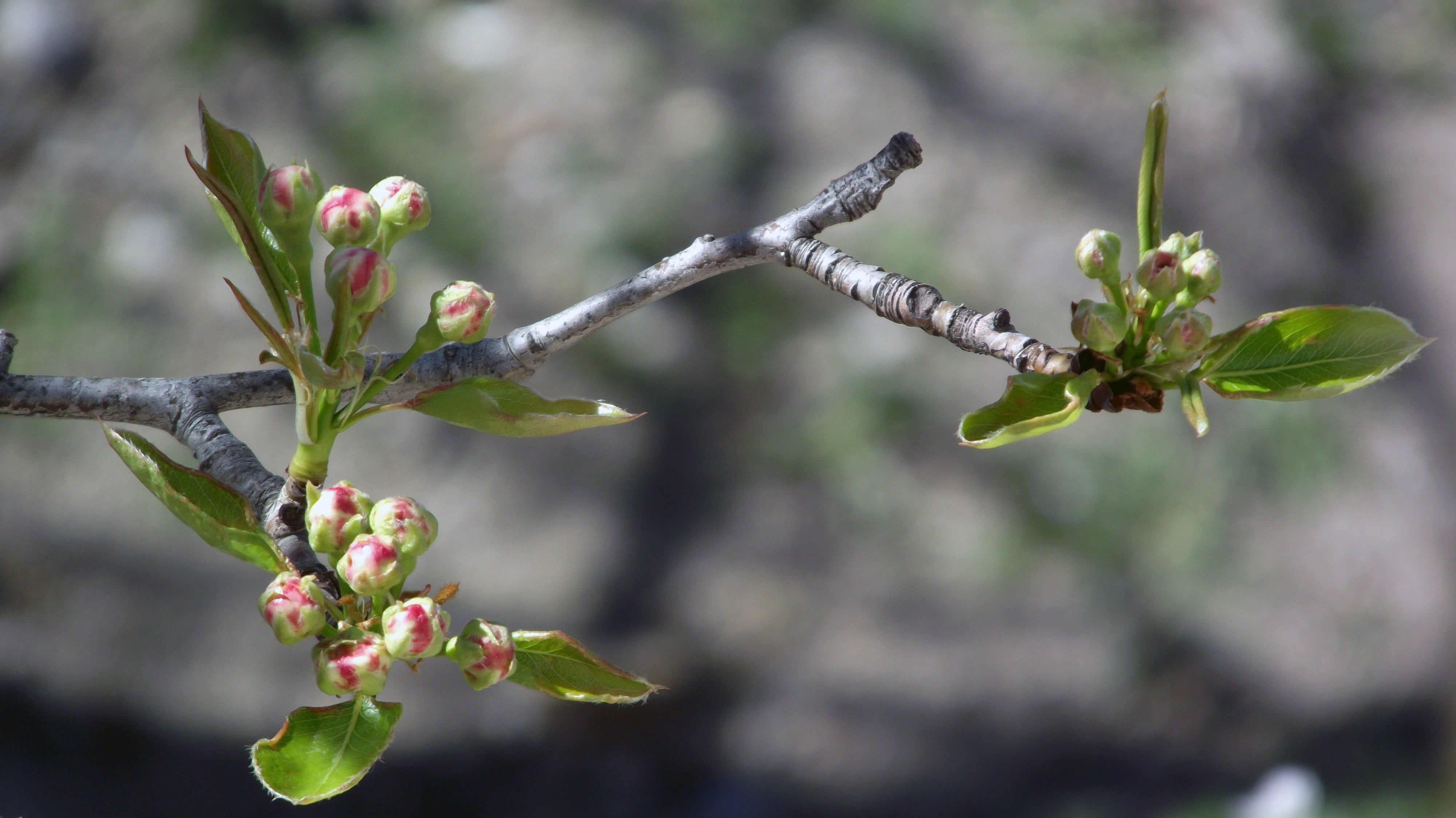 spring, fruit, beauty in nature, leafed, food and drink, springtime, day, growth, food, 4K, freshness, flowering plant, plant, focus on foreground, fragility, HD Wallpaper