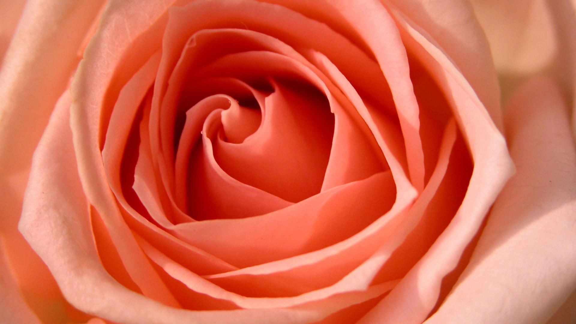 p, 1080p, 1080P, flowers, hdtv, rose, HD Wallpaper