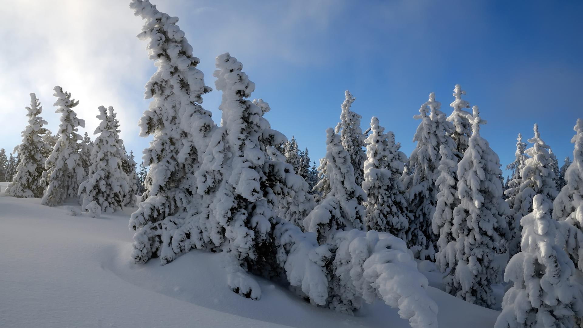 p, nature and landscape, 1080p, hdtv, trees, 1080P, snow, HD Wallpaper