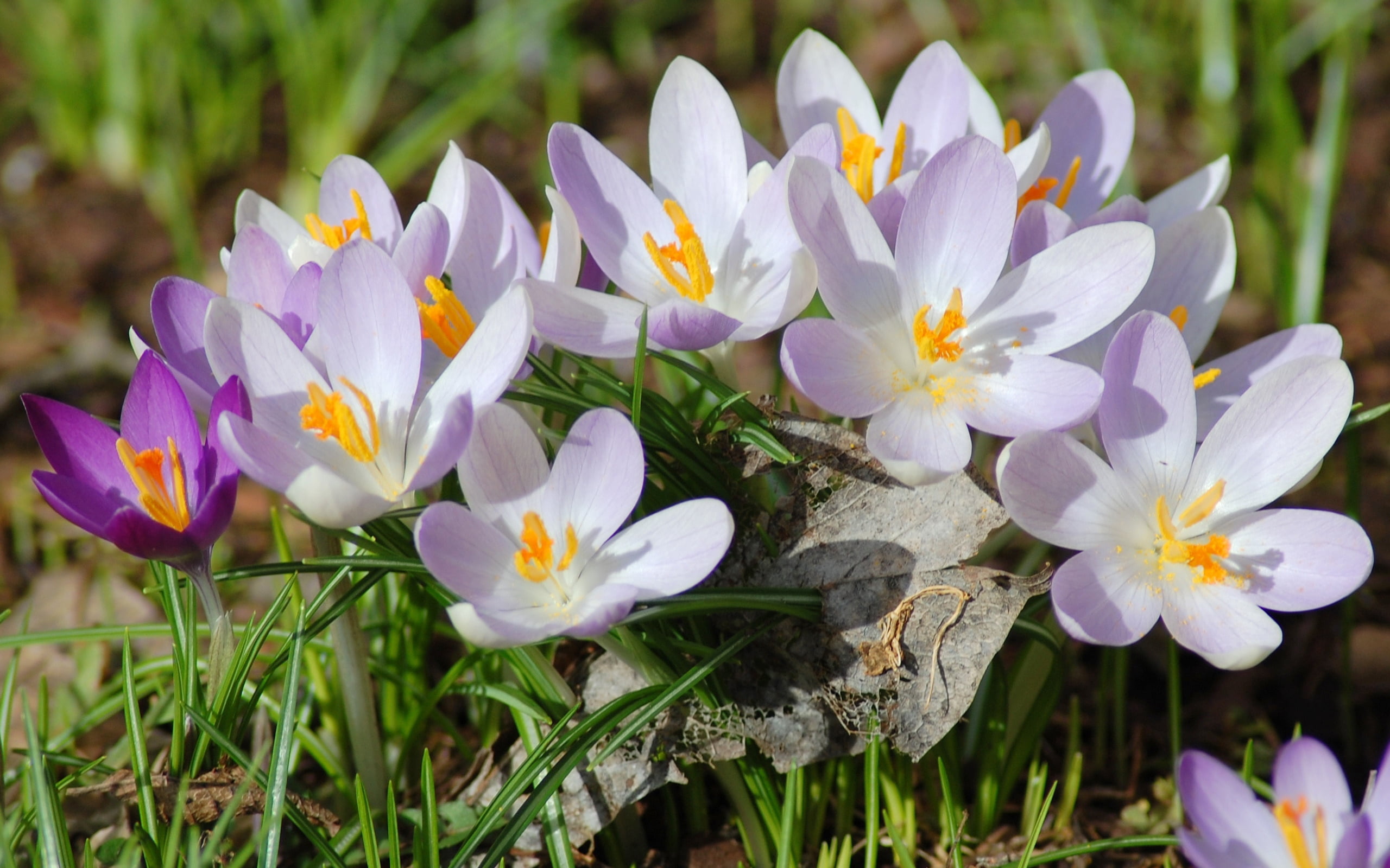 flower Head, white color, springtime, day, backgrounds, macro, beauty, beauty In Nature, white, crocuses, freshness, season, pollen, flower, 2K, fragility, HD Wallpaper