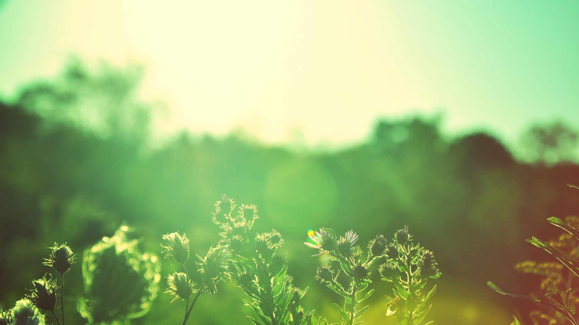 hd, green, 1080P, light, plant, weed, nature, HD Wallpaper