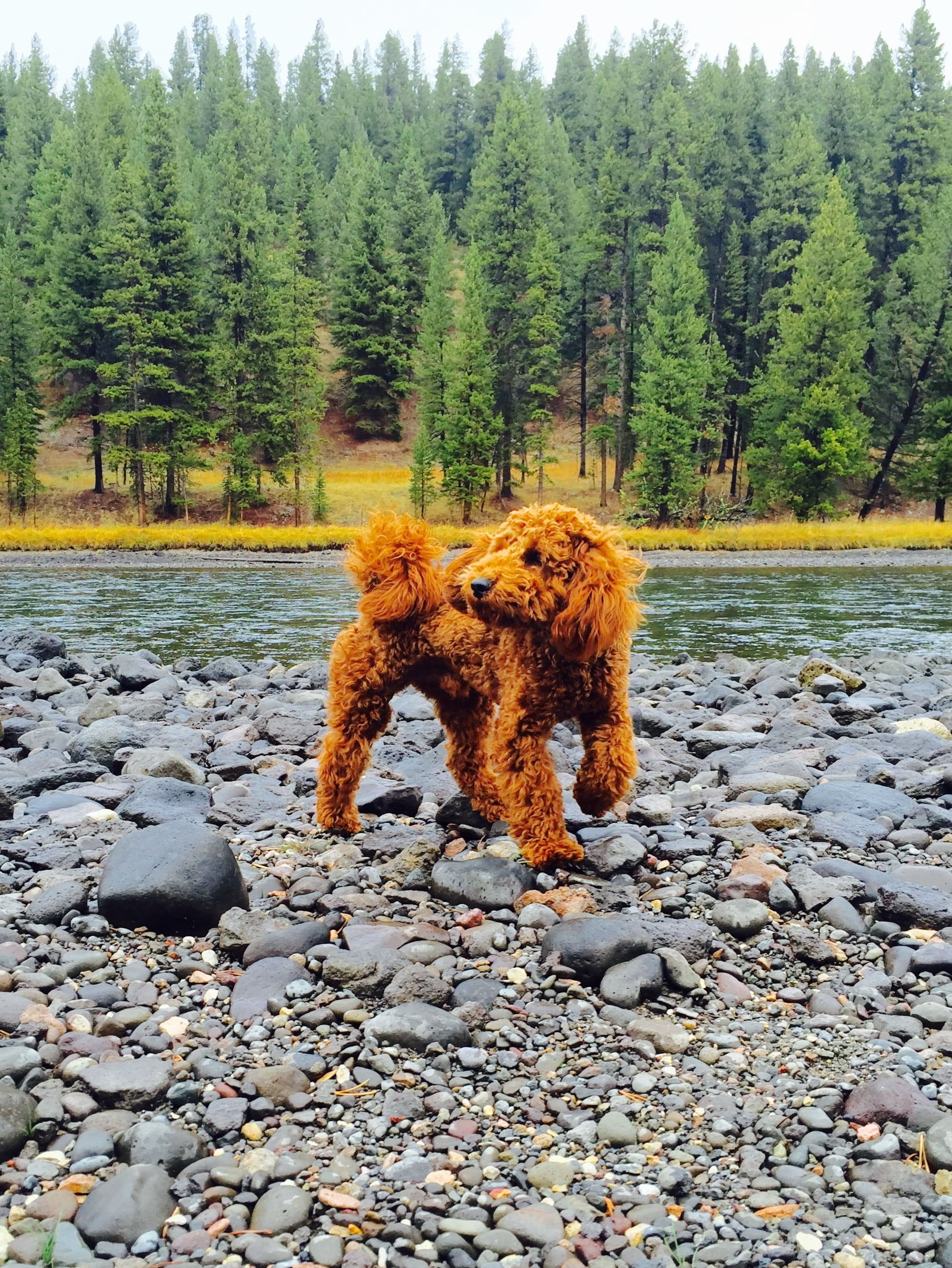 yellowstone, puppy, 2K, day, one animal, beauty in nature, animal themes, land, water, rock - object, forest, cute dog, animal, solid, plant, rock, pebble, Phone HD Wallpaper