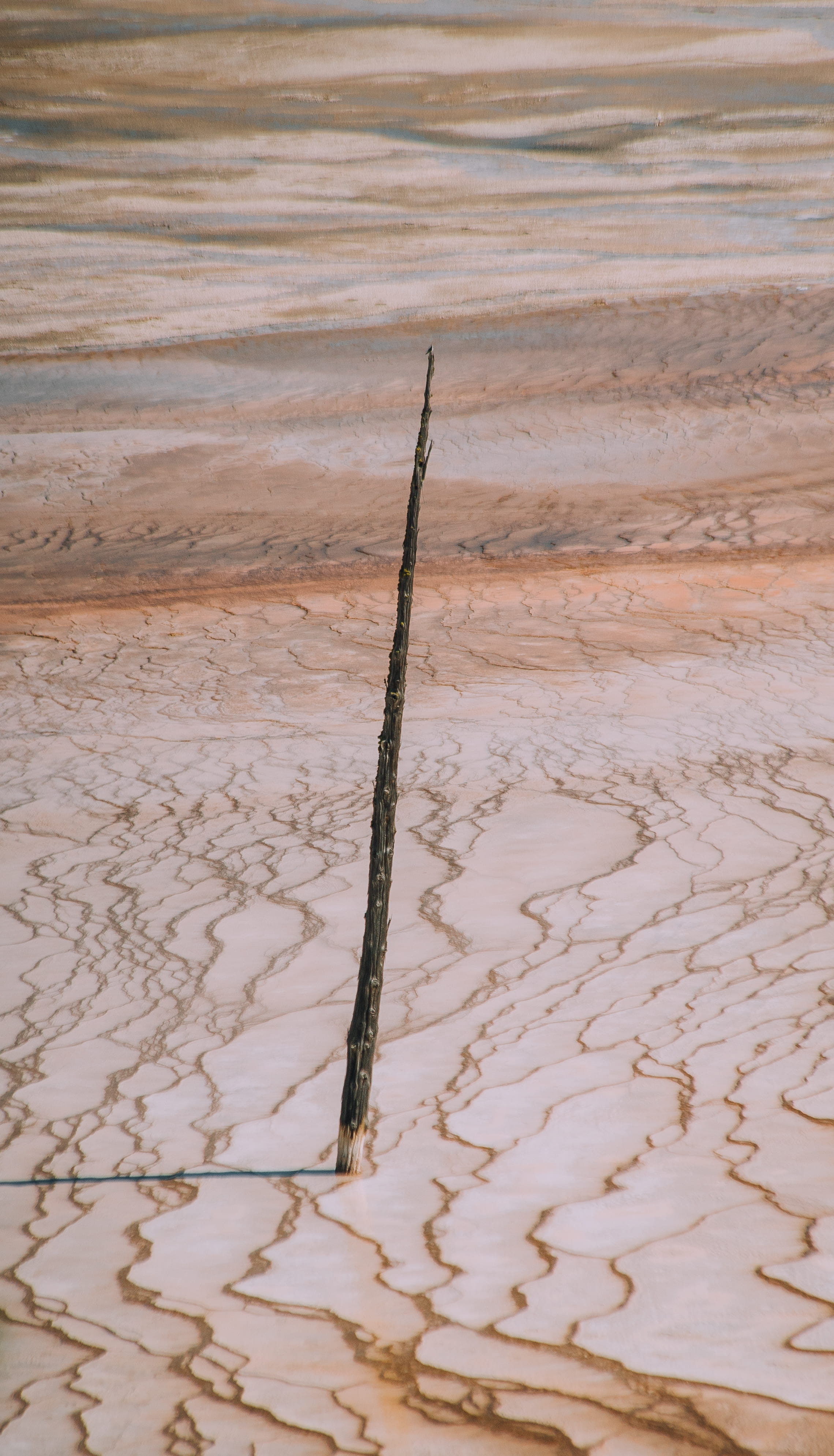 sand Dune, landscape, deserted, tree, 4K, grand prismatic, mud, stick, desert, dry, beach, brown, no People, yellowstone, explore, scene, scenic, national park, Phone HD Wallpaper
