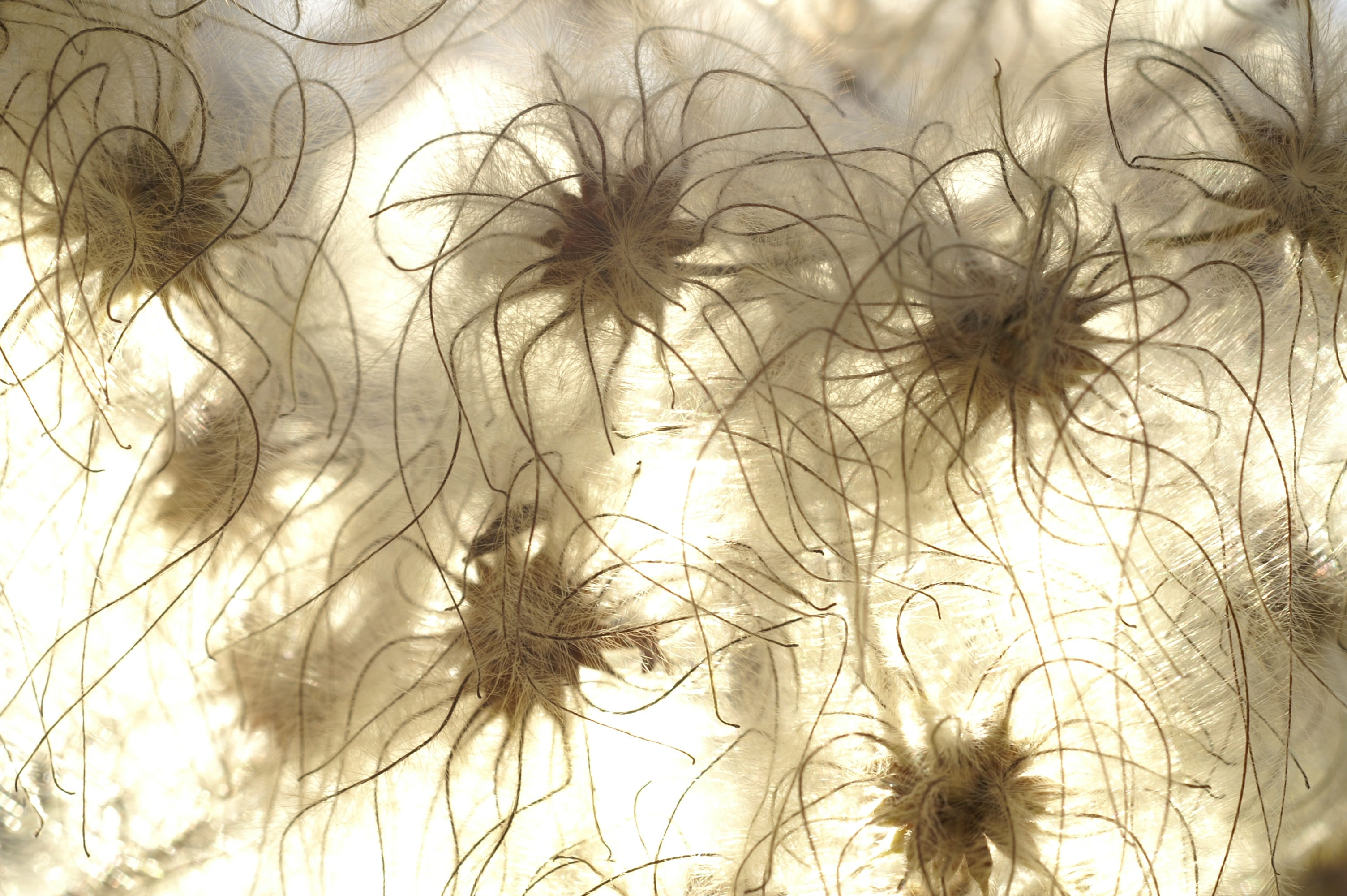 dream, clear sky, visionary, grass, nature, structure, plant, backgrounds, tranquility, tree, desktop, creativity, 2K, illuminated, creative, flora, sky, HD Wallpaper