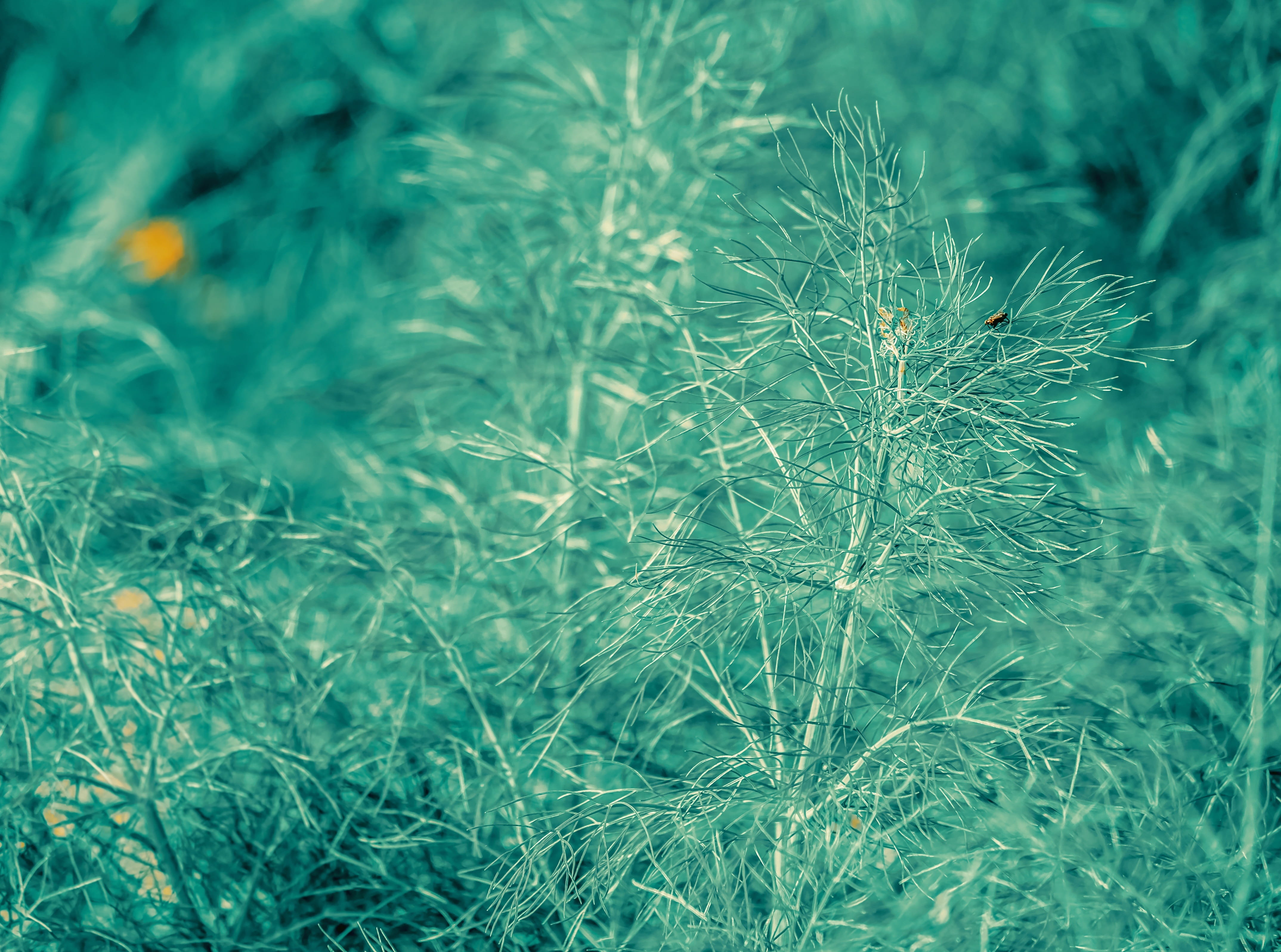 creative, freshness, vulnerability, visionary, fennel, growth, foeniculum vulgare, 4K, green color, dandelion, close-up, beauty in nature, no people, tranquility, HD Wallpaper