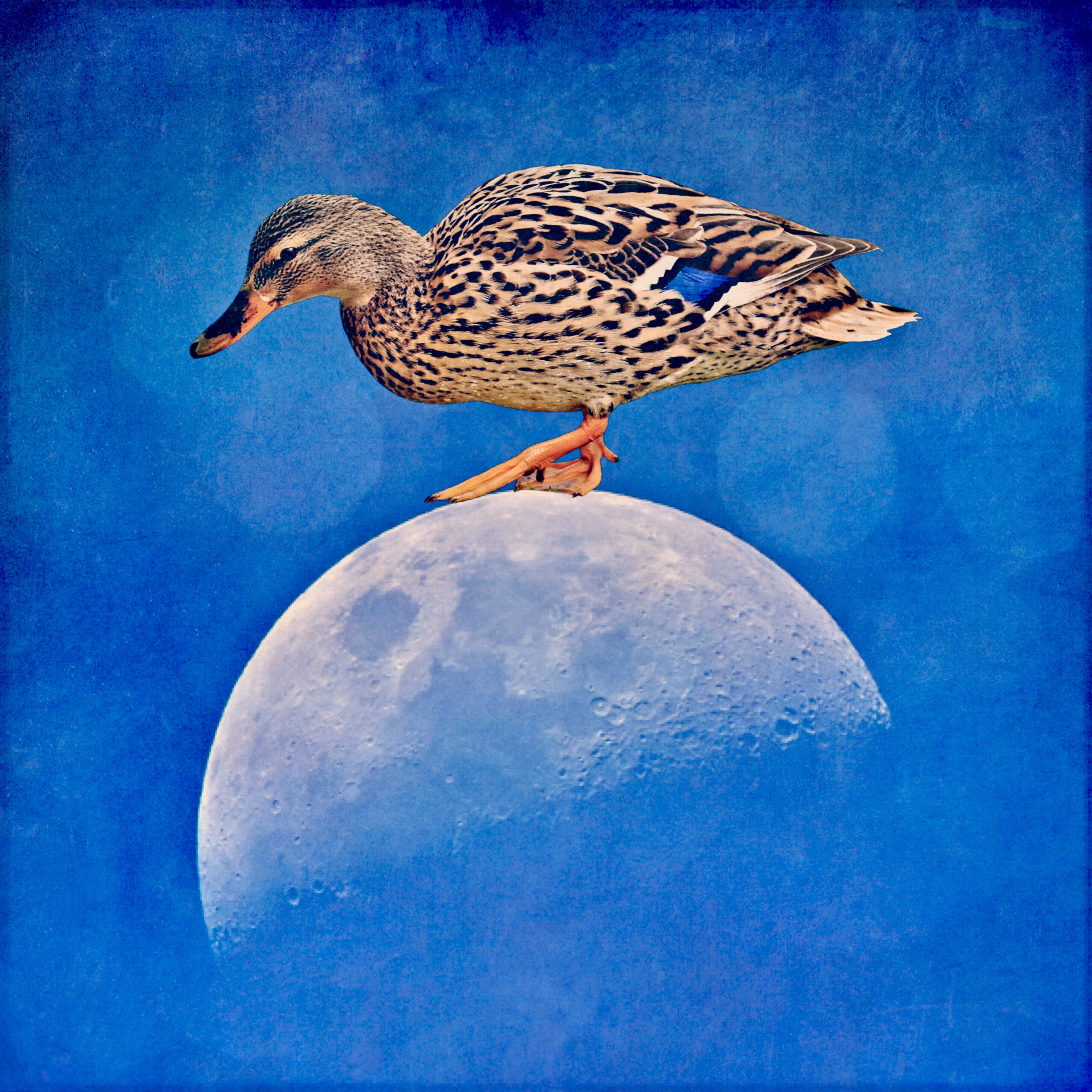close-up, visionary, cosmos, vertebrate, fantasy, sky, mural, humor, animal, winter, space, overview, perching, blue, zoology, side view, duck, beauty in nature, Phone HD Wallpaper