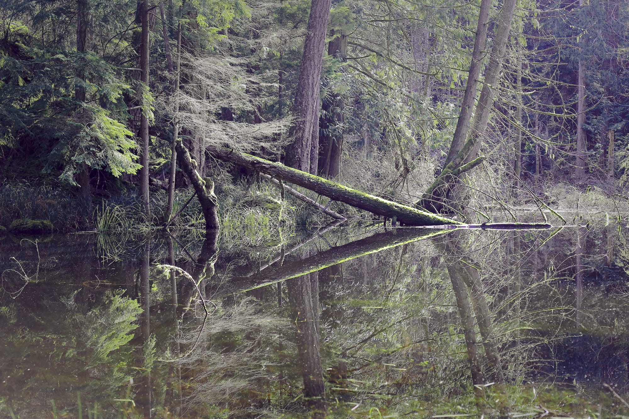 plant, wood - material, day, orcas island, growth, tree trunk, fallen tree, tranquil scene, forest, trunk, tree, wood, pnw, outdoors, water, nature, visionary, HD Wallpaper
