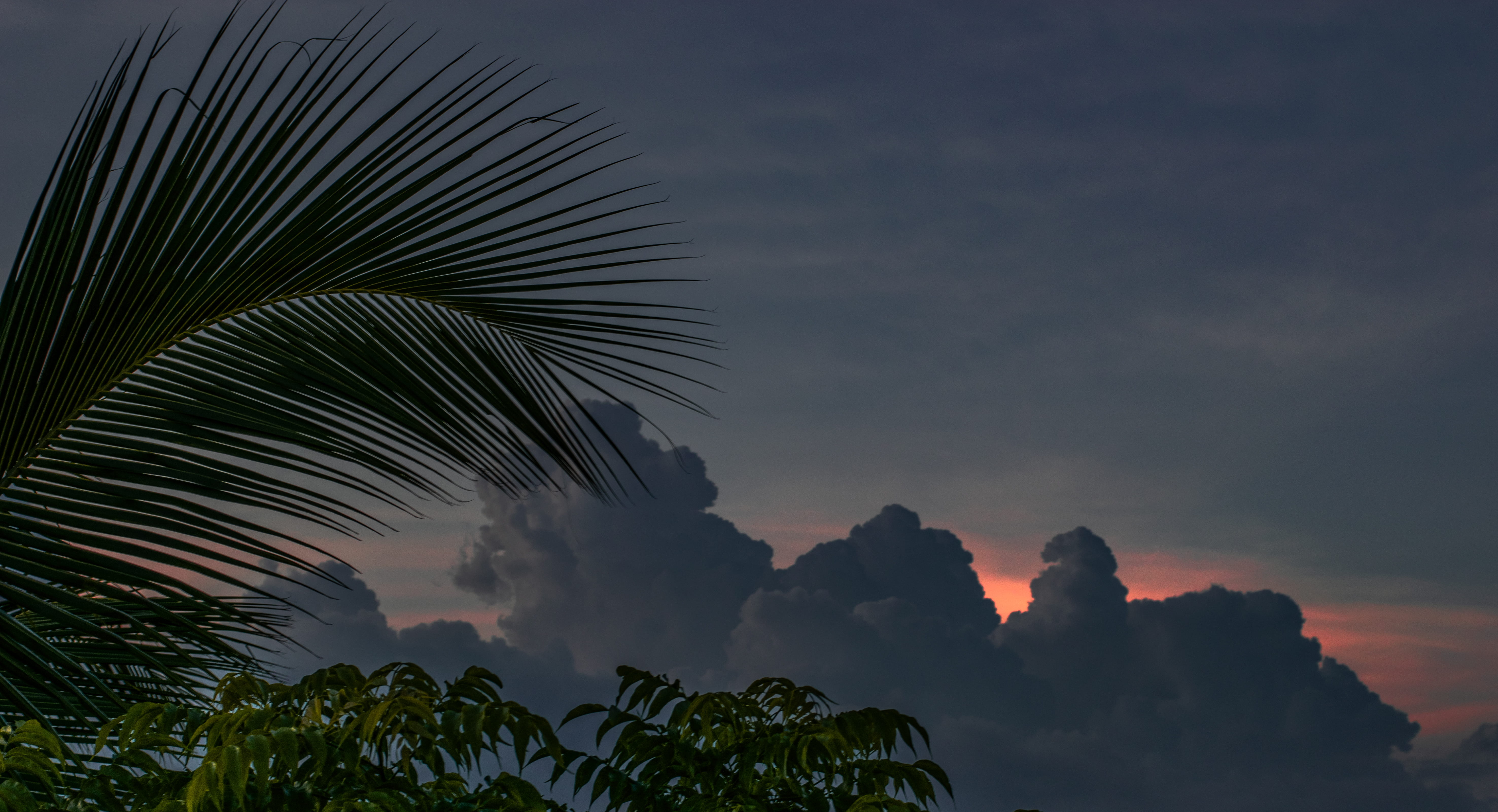 nature, bush, arecaceae, weather, cloud, universe, sky, 5K, tranquility, outer space, tropical climate, clouds, sunset, low angle view, growth, tranquil scene, HD Wallpaper