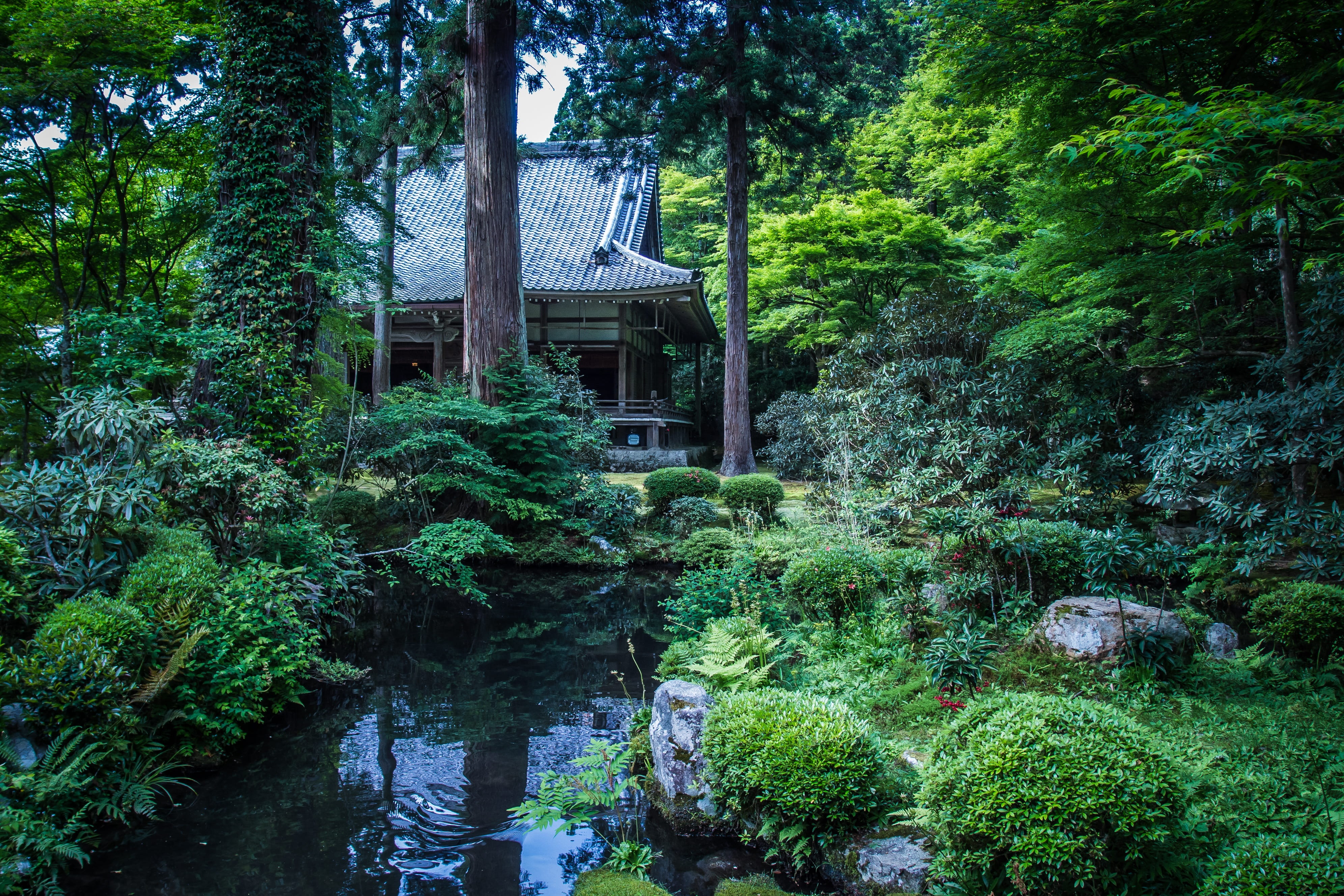 sanzen-in temple, Landscape, showing, foliage, in the early summer, tourist destination, person, tree, forest, tranquility, reflection, no people, kyoto, HD Wallpaper