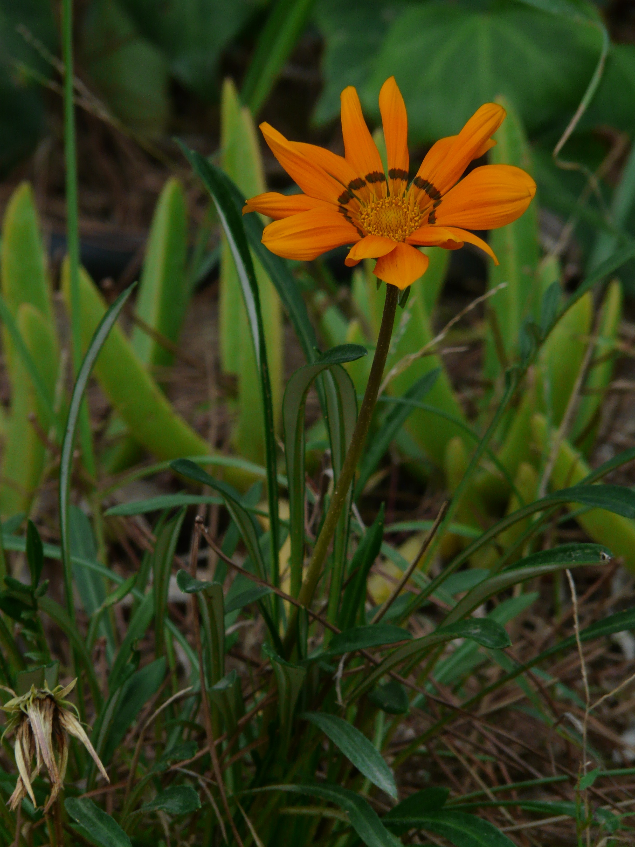 geäugte gazanie, 2K, fragility, field, gold noon, day, gazania rigens, nature, flowering plant, blossom, gazanie, ornamental flower, green color, blade of grass, Phone HD Wallpaper