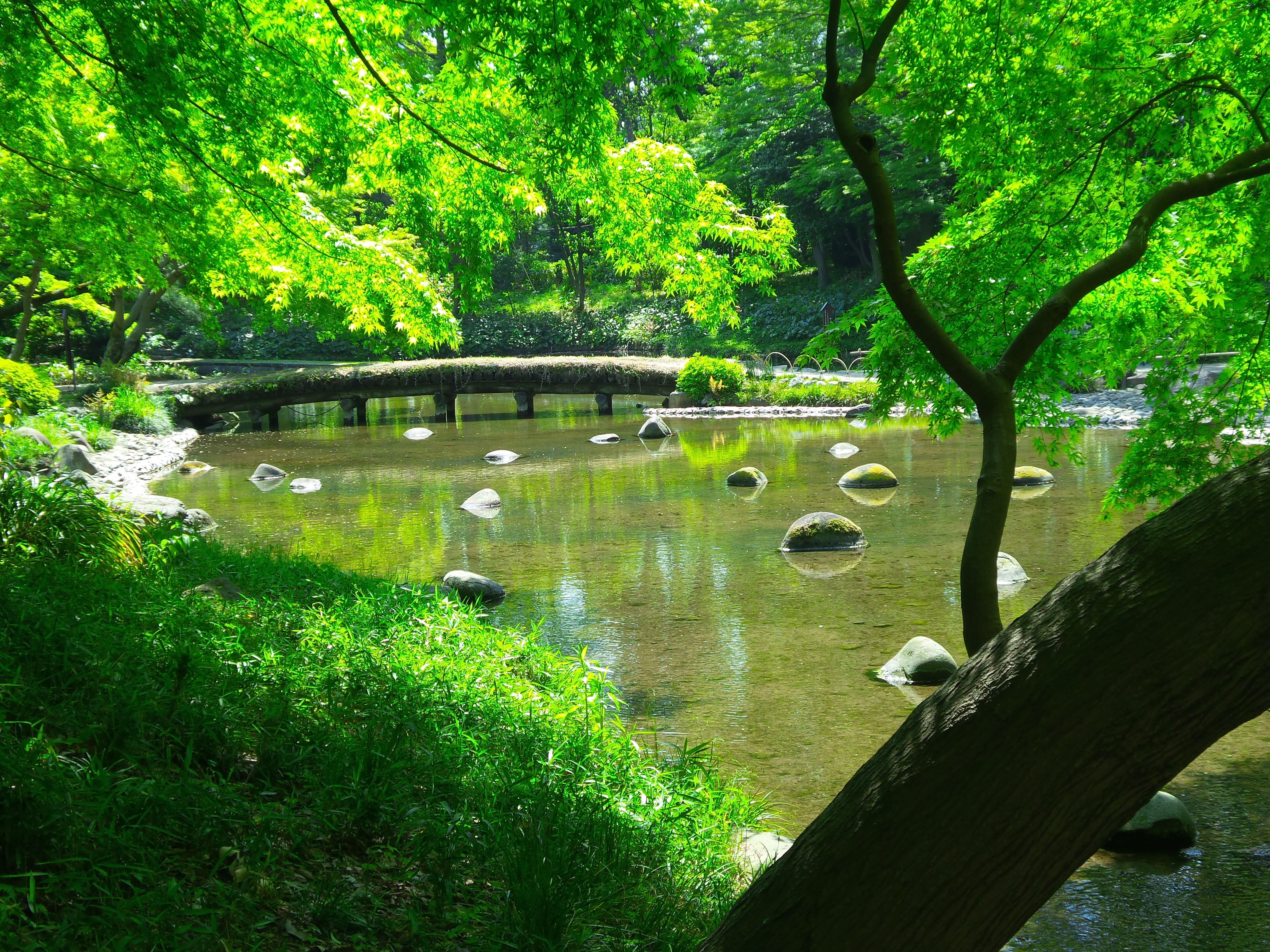 Pond, nature, reflection, bridge, tranquility, Garden, Garden, animal, tranquil scene, growth, animal themes, green, japanese, garden, pond, connection, HD Wallpaper