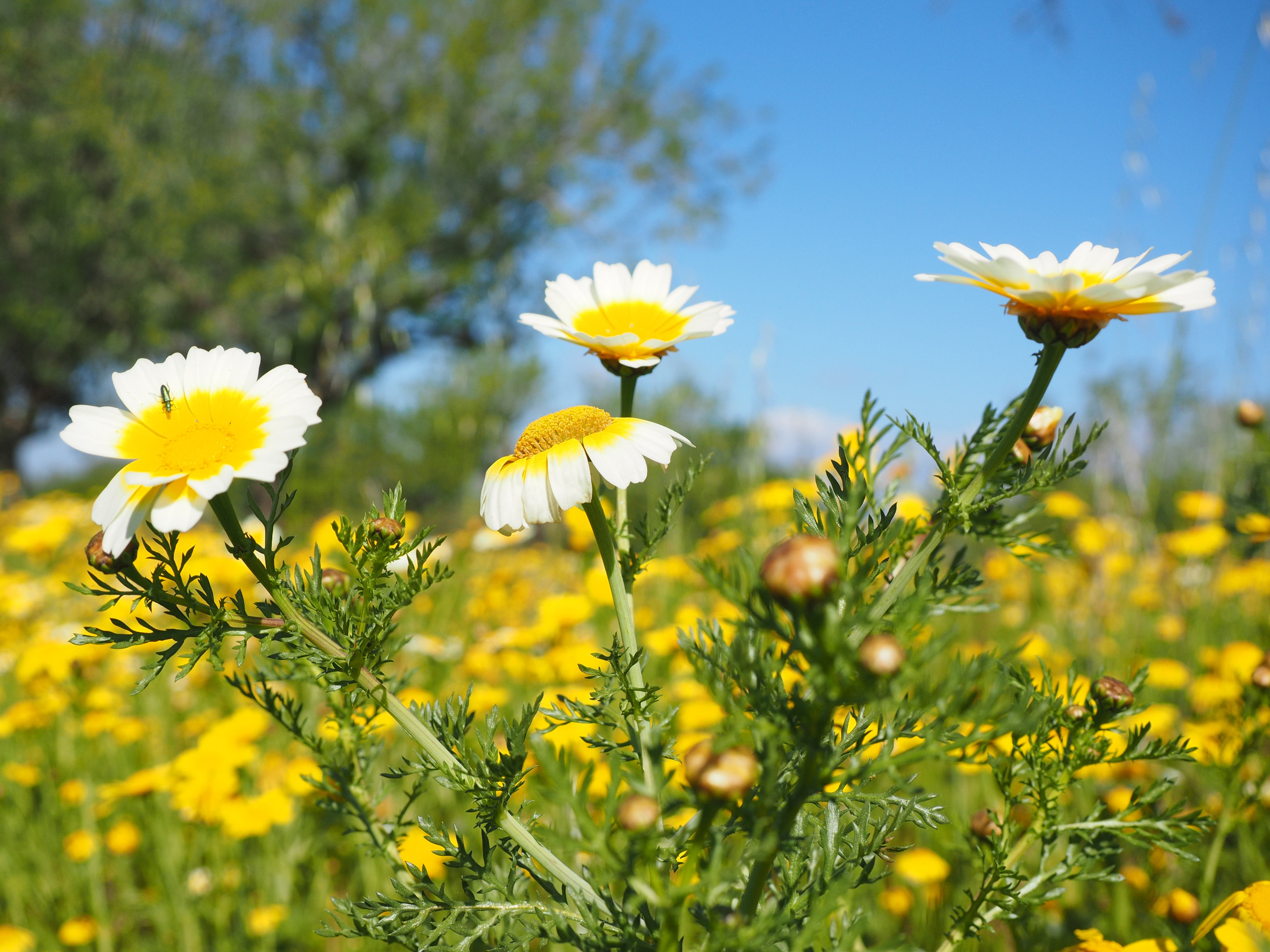 glebionis coronarian, land, plant, crown anthemideae, field, blütenmeer, vulnerability, selective focus, glebionis coronaria var discolor, day, mallorca, HD Wallpaper