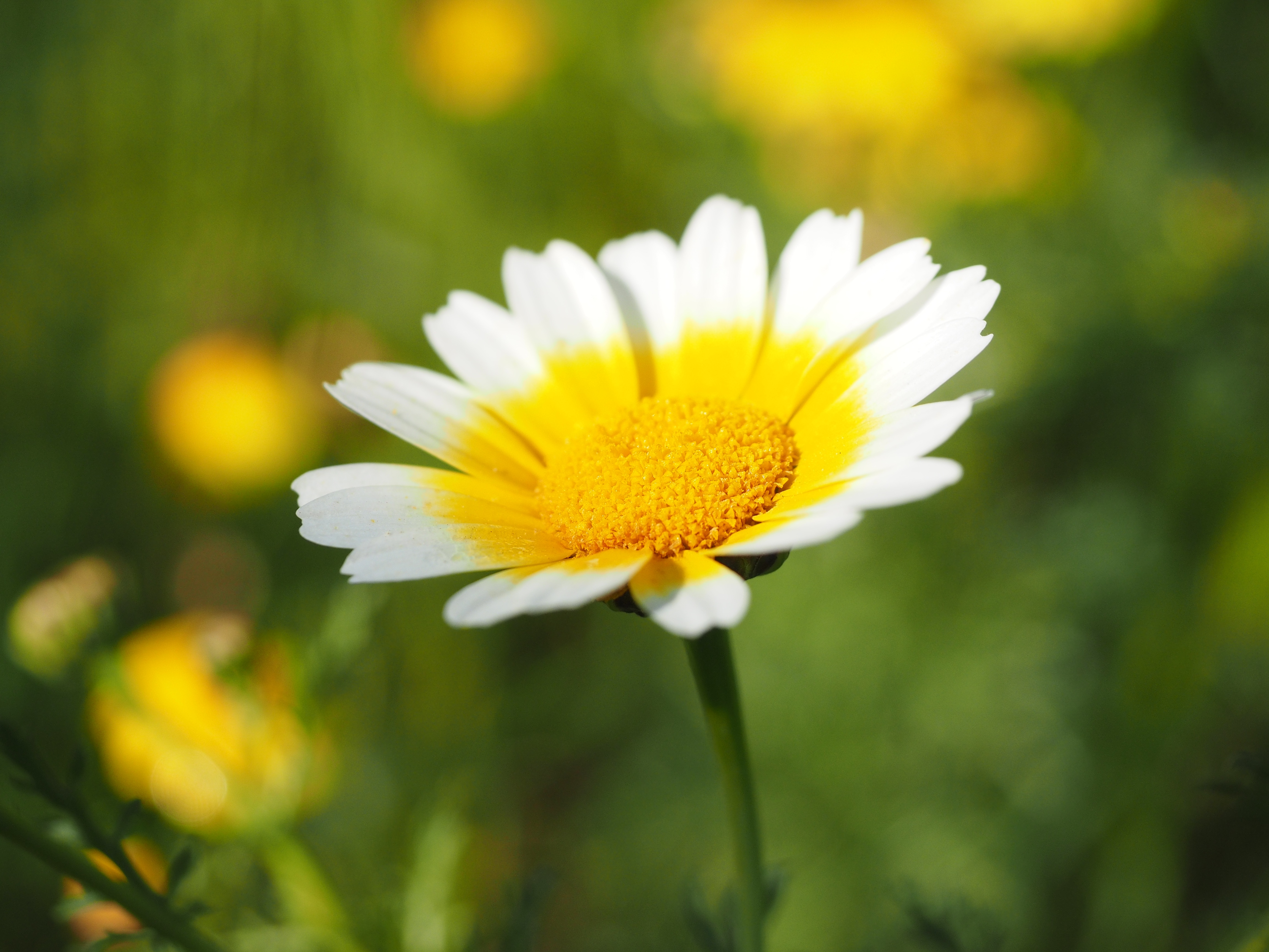 softness, flowers, photography, inflorescence, glebionis coronarian, asteraceae, glebionis coronaria var discolor, blütenmeer, composites, shallow, 4K, HD Wallpaper