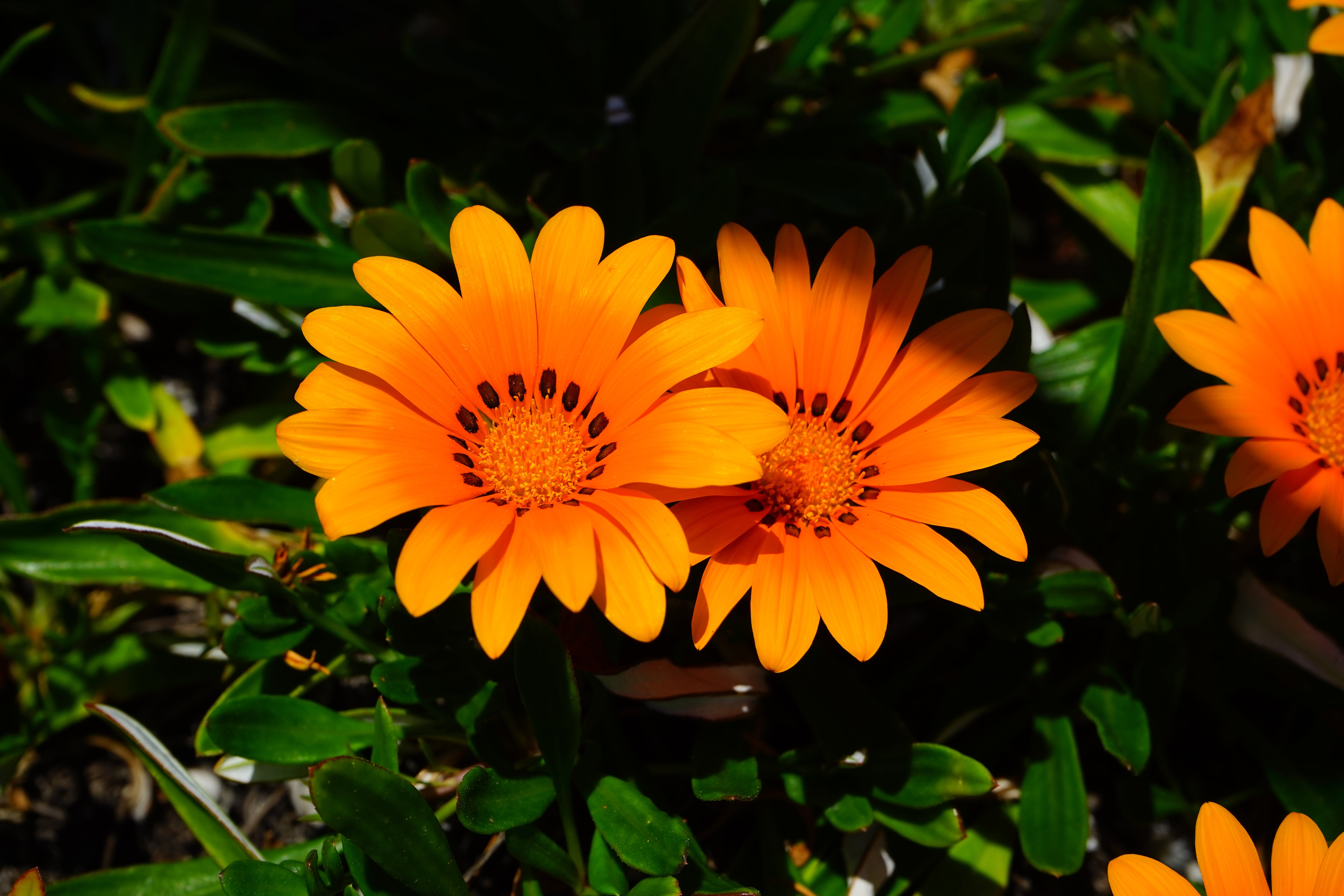 day, close-up, flowering plant, noon gold flower, outdoors, gepunkted, sunny yellow, beauty in nature, flower, focus on foreground, gazania rigens, gazania pavonia, HD Wallpaper