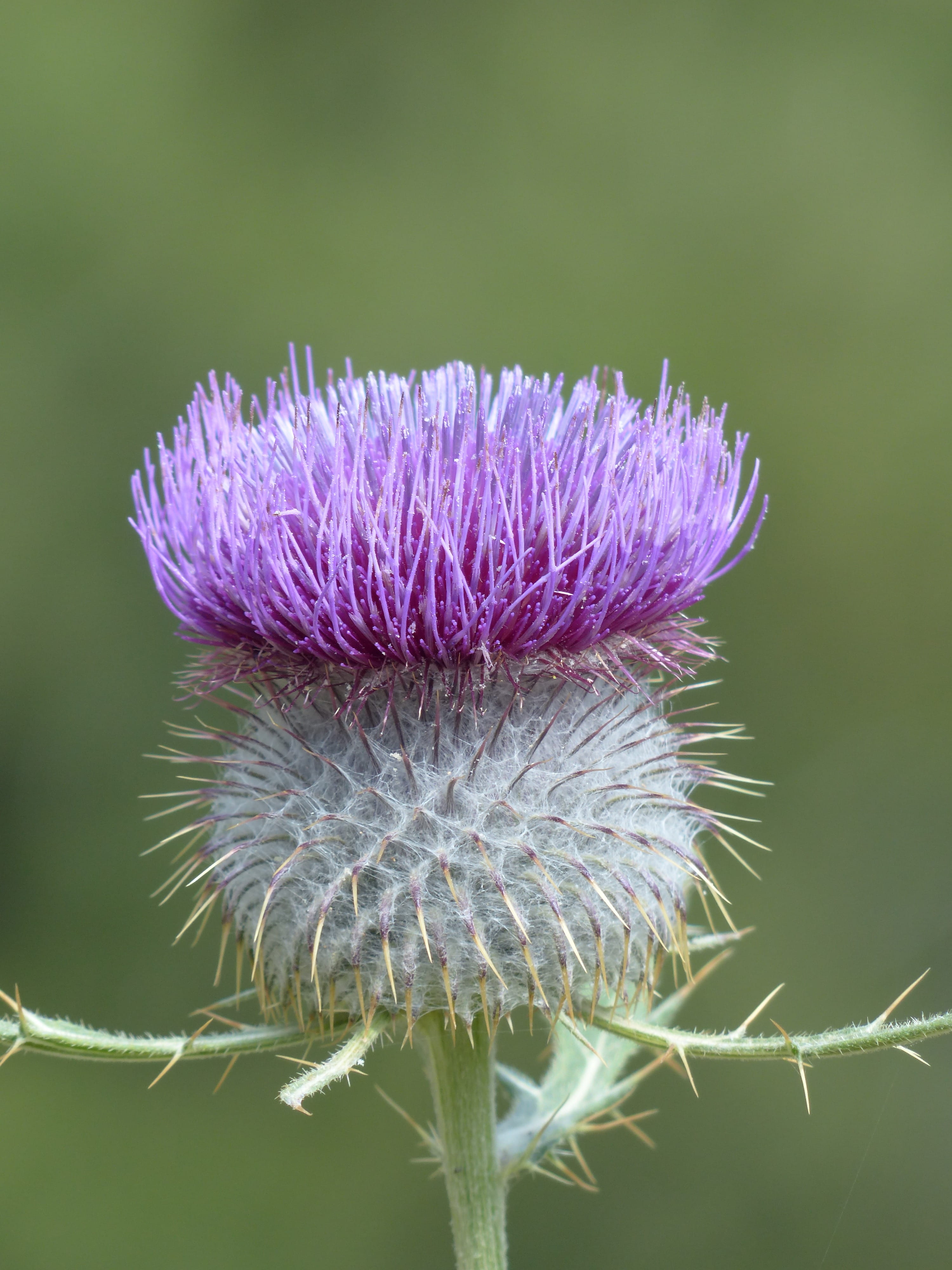 inflorescence, flower head, semelpare plant, no people, asteraceae, semelpar, violet, spiny, creeping, wool head creeping thistle, 4K, achene, hapaxanth, Phone HD Wallpaper
