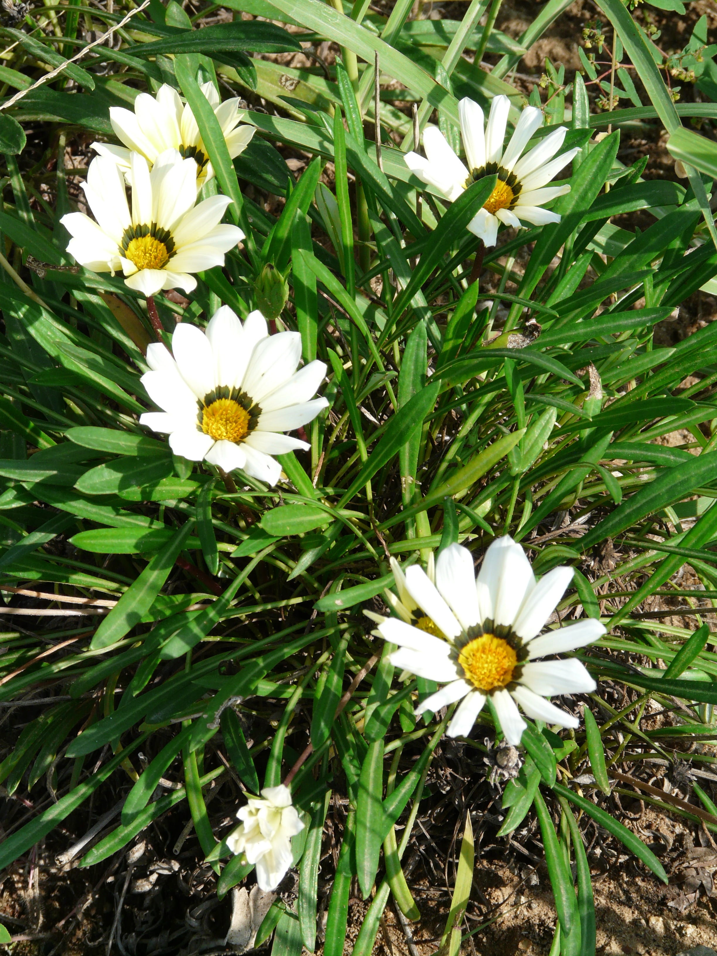 dot ring, yellow, daisy, grass, day, Gazania Rigens, geäugt, botany, annular, cape gazanie, high angle view, geäugte gazanie, semi shrub, springtime, flowering plant, Phone HD Wallpaper