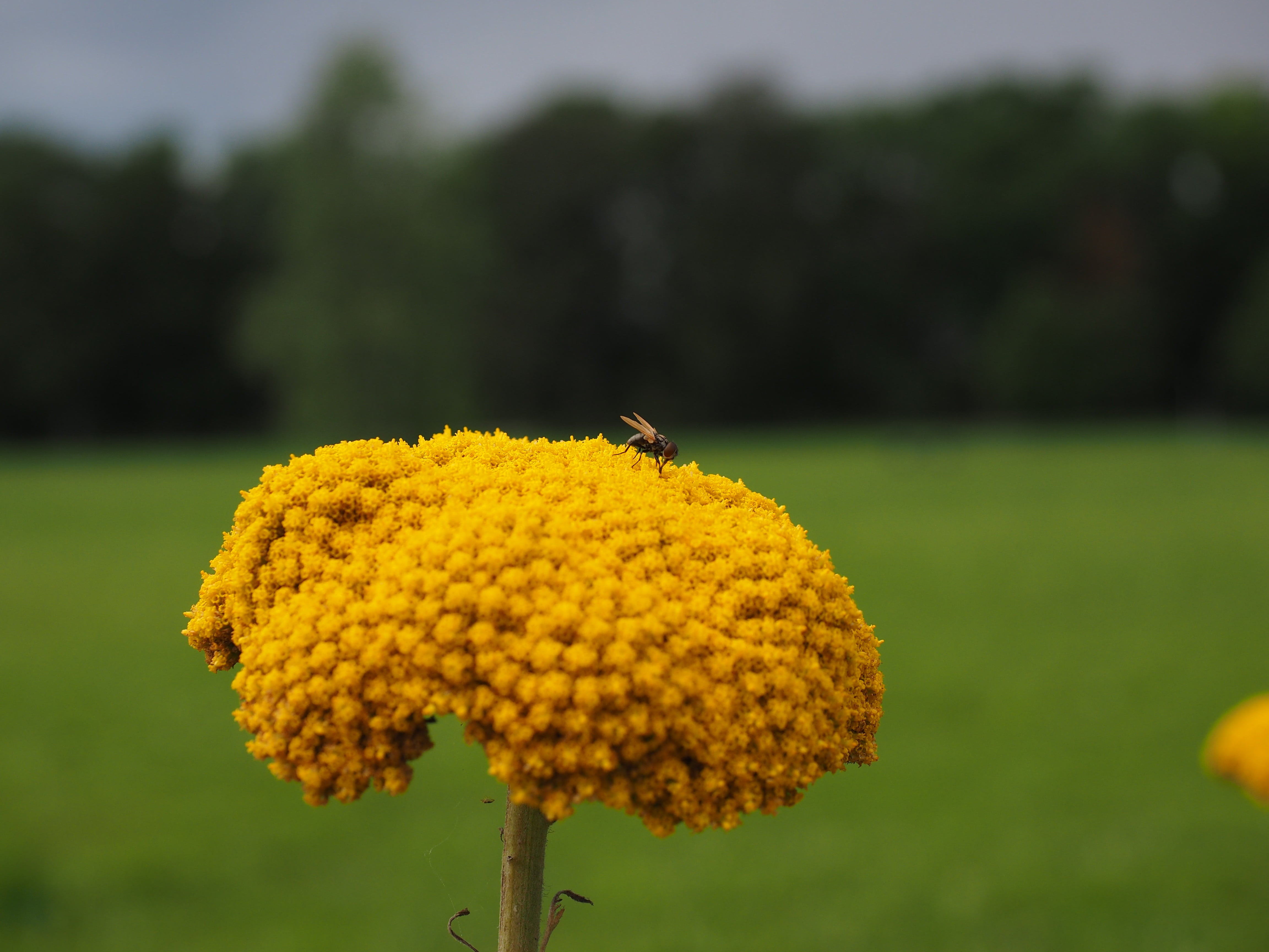 yarrow, achillea, blossom, invertebrate, plant, tanacetum angulatum, flower head, close-up, yellow, pollination, animal, flower, high sheaf, fernleaf, freshness, HD Wallpaper