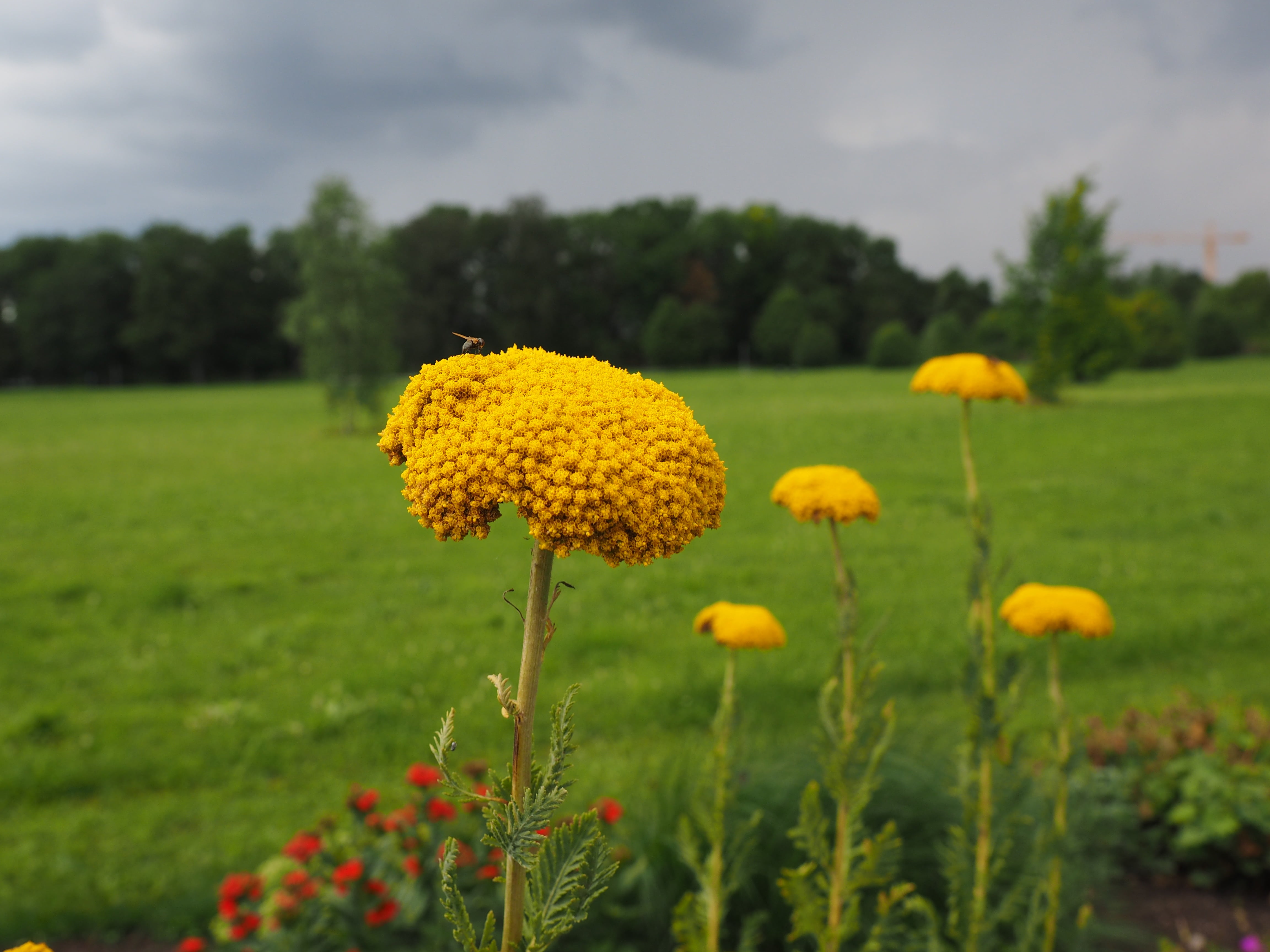 high yarrow, plant, high sheaf, no people, outdoors, tanacetum angulatum, nature, meadow, blossom, field, flower, yellow, asteraceae, forest, bloom, land, HD Wallpaper