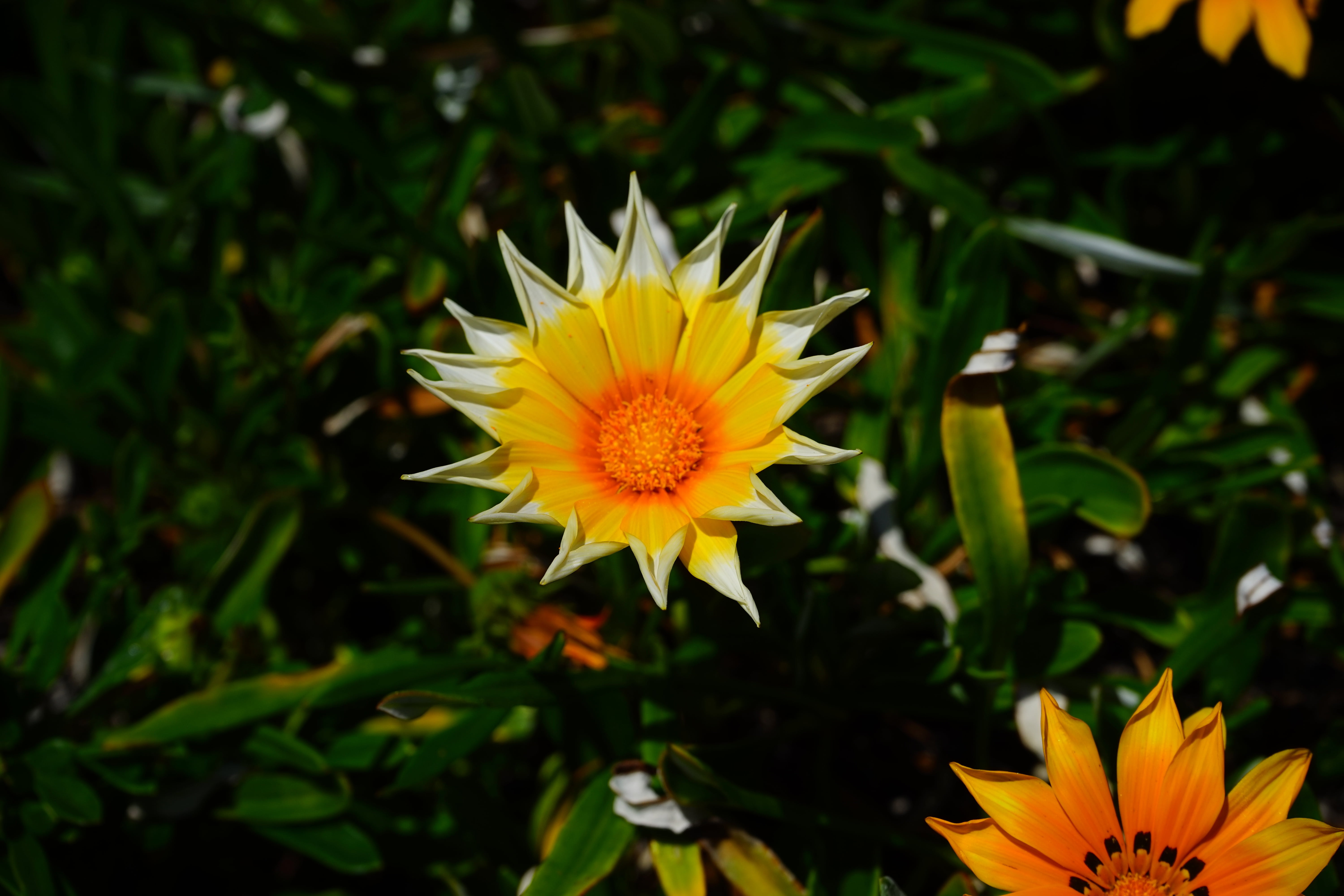 plant, ornamental plant, bloom, summer, dot ring, semi shrub, gazania, growth, close-up, star, orange, spotted, annular, beauty in nature, sunny, flowering plant, HD Wallpaper