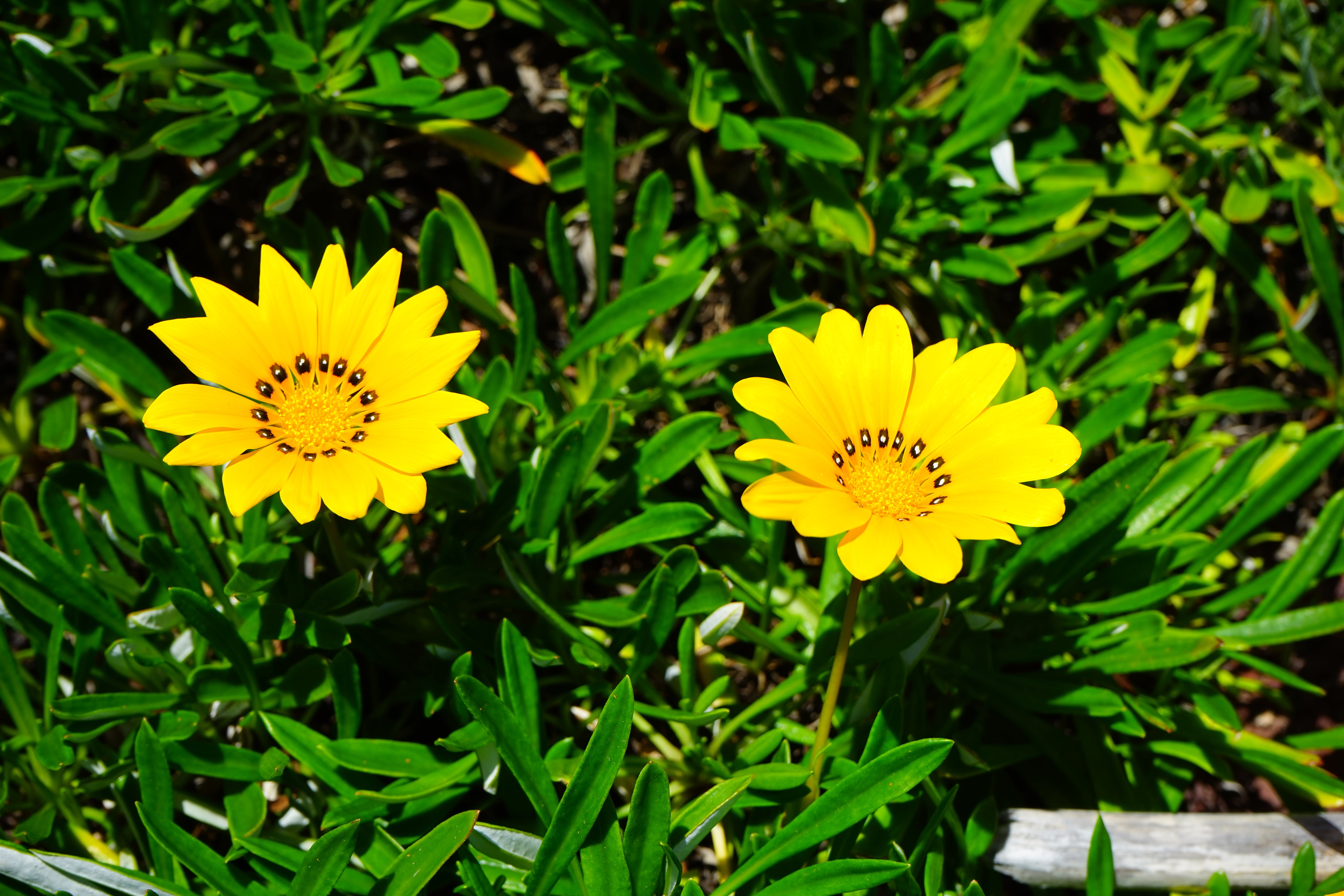 flower, lemon, geäugte gazanie, points, sunny, geäugt, bright yellow, summer, nature, annular, yellow, ornamental plant, point number, gazania pavonia, HD Wallpaper