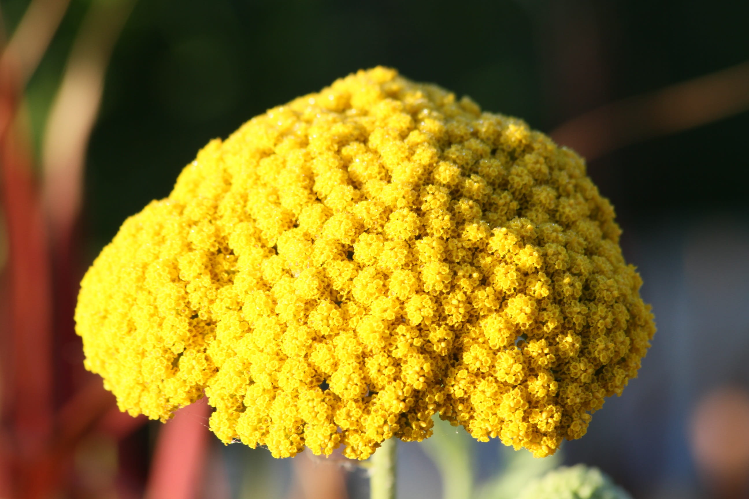 beauty in nature, flora, freshness, marigold, Blossom, inflorescence, yellow flower, Yellow, day, selective focus, fragility, focus on foreground, close, HD Wallpaper