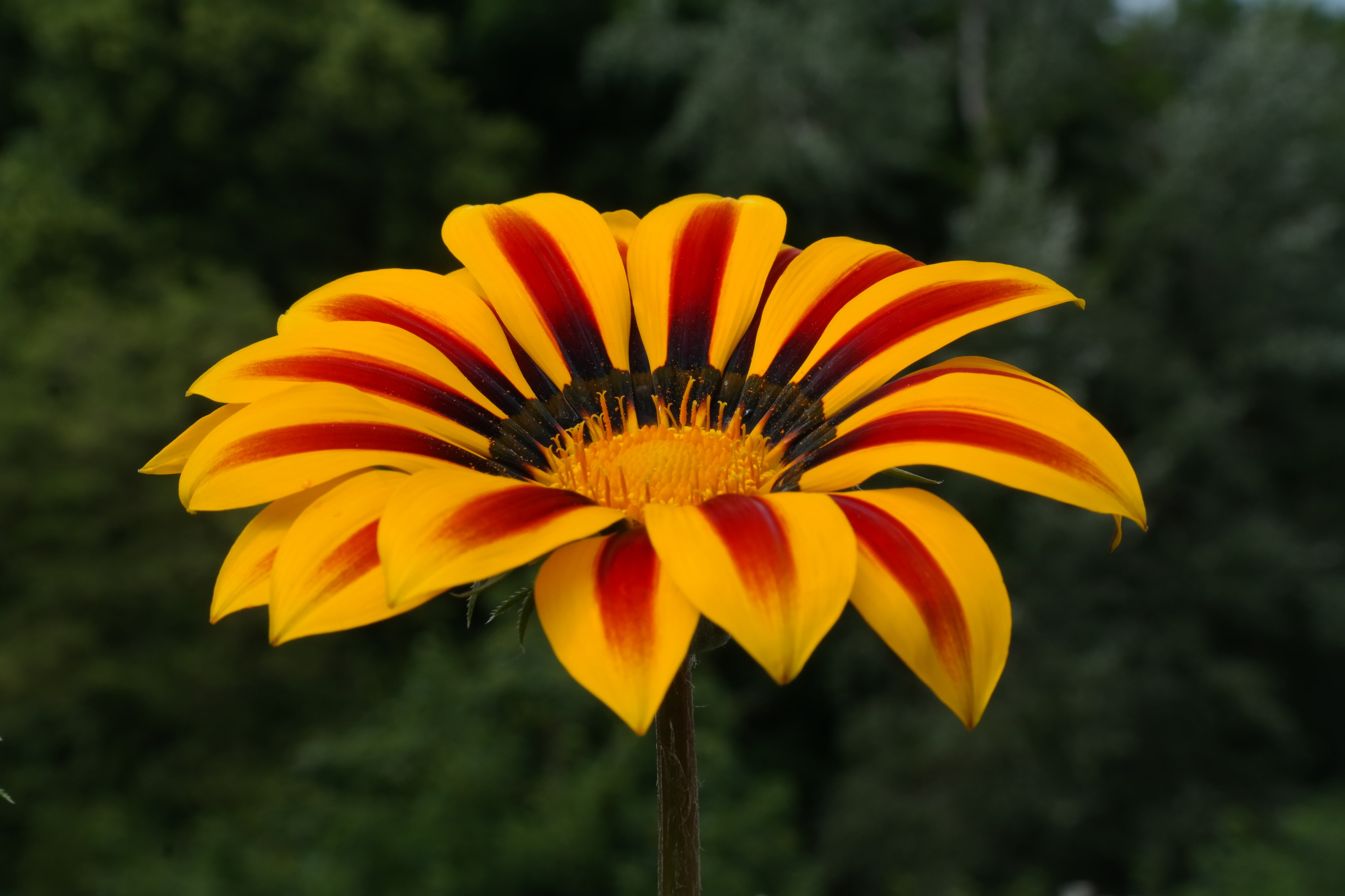 growth, inflorescence, color, focus on foreground, outdoors, blossom, gazanie, supervision, gold, pollen, bloom, beauty in nature, flower, noon gold flower, HD Wallpaper
