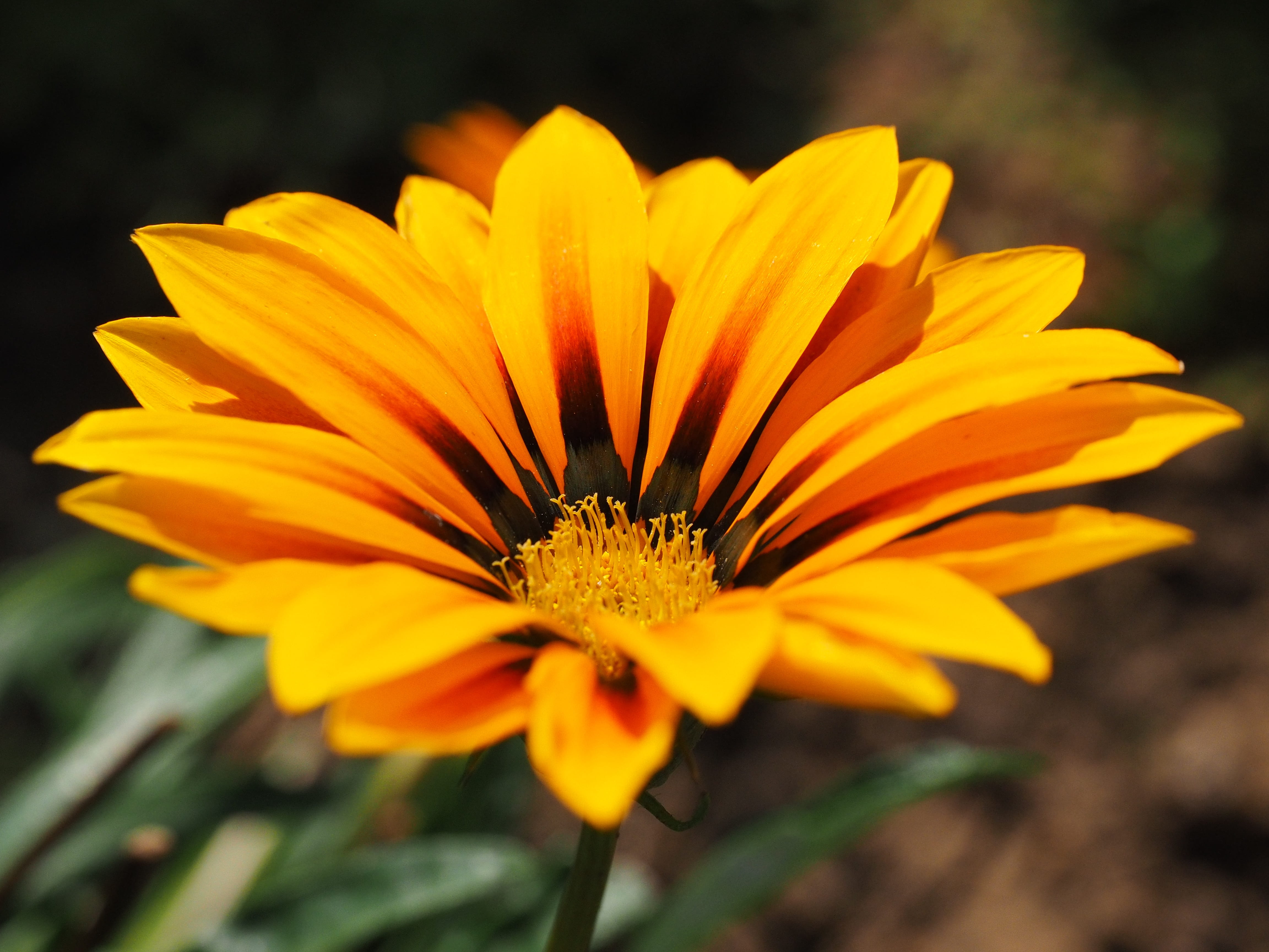 gold noon, asteraceae, flower, focus, composites, nature, red, yellow, close-up, pollen, flowering plant, flora, bright, sonnentaler, vulnerability, flower head, HD Wallpaper