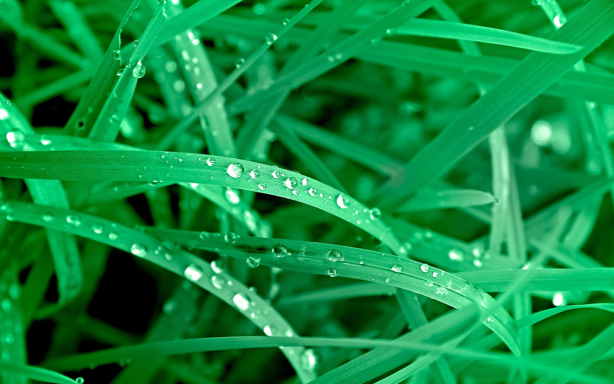 green, 2K, vivid, autumn, 3d and abstract, leaves, morning, nature, HD Wallpaper
