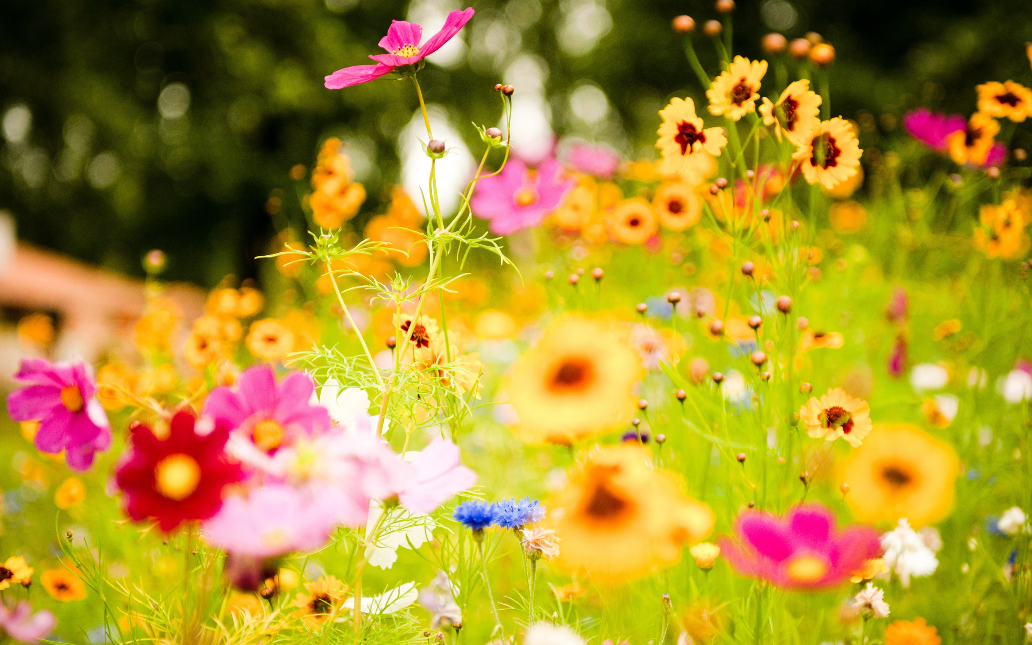 flowers, 2K, vivid, HD Wallpaper