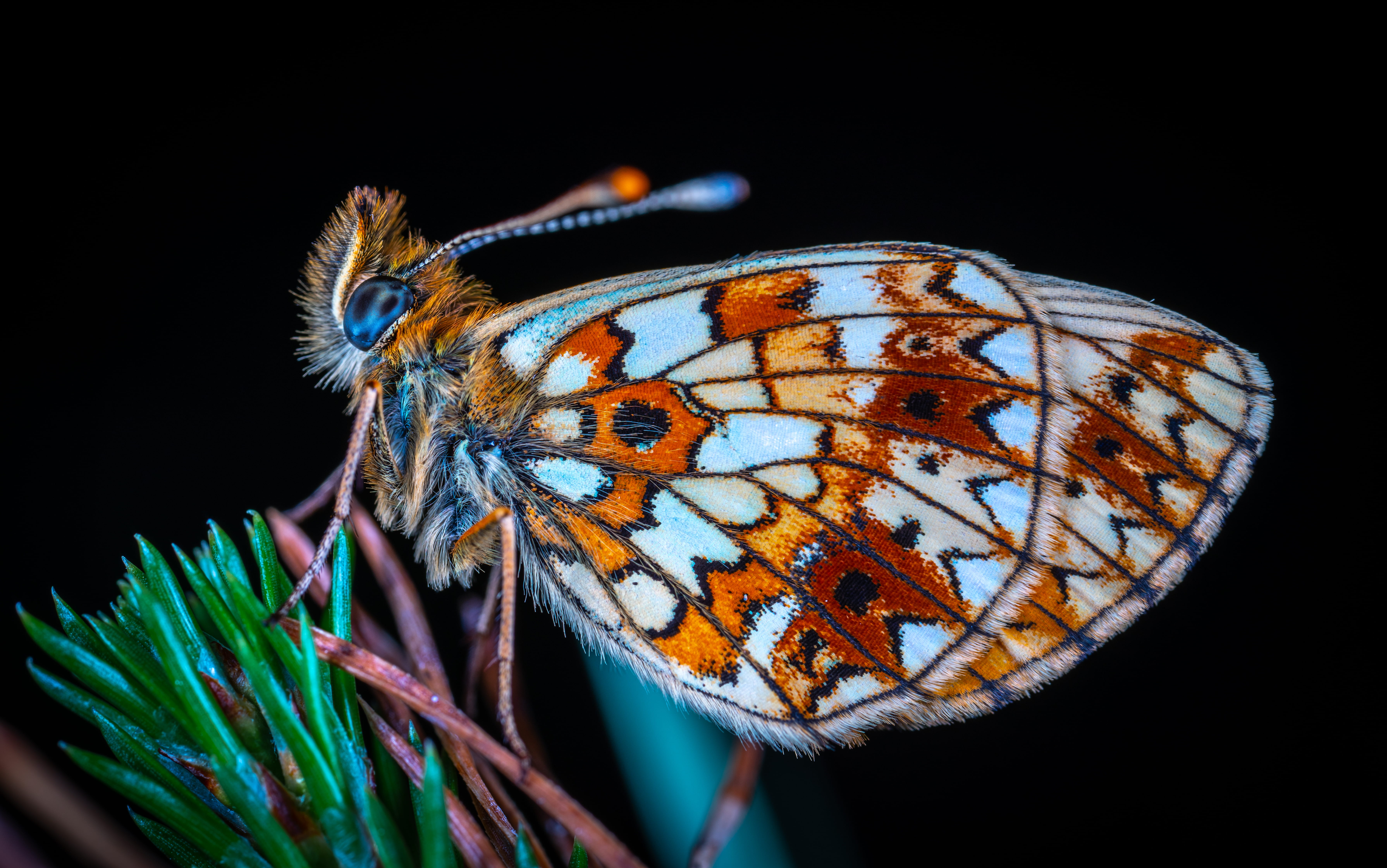 butterflu, animal wildlife, animal head, magnification, multi colored, white, animals in the wild, beauty in nature, colourful, insect, animal themes, orange, HD Wallpaper