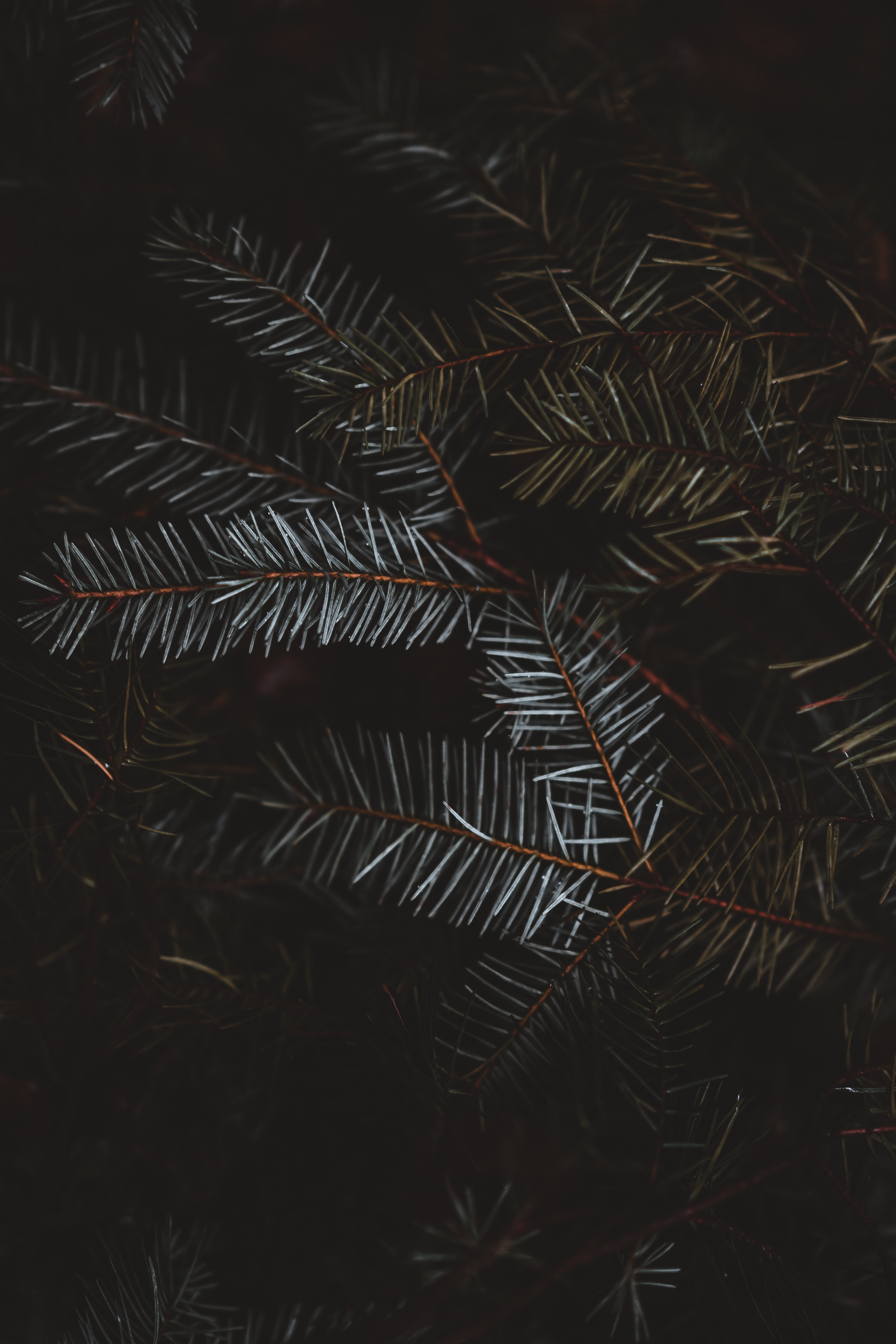 leafed, green, plant, forest, needle, fragility, beauty in nature, growth, focus on foreground, full frame, tetxure, needle - plant part, spider web, coniferous tree, Phone HD Wallpaper