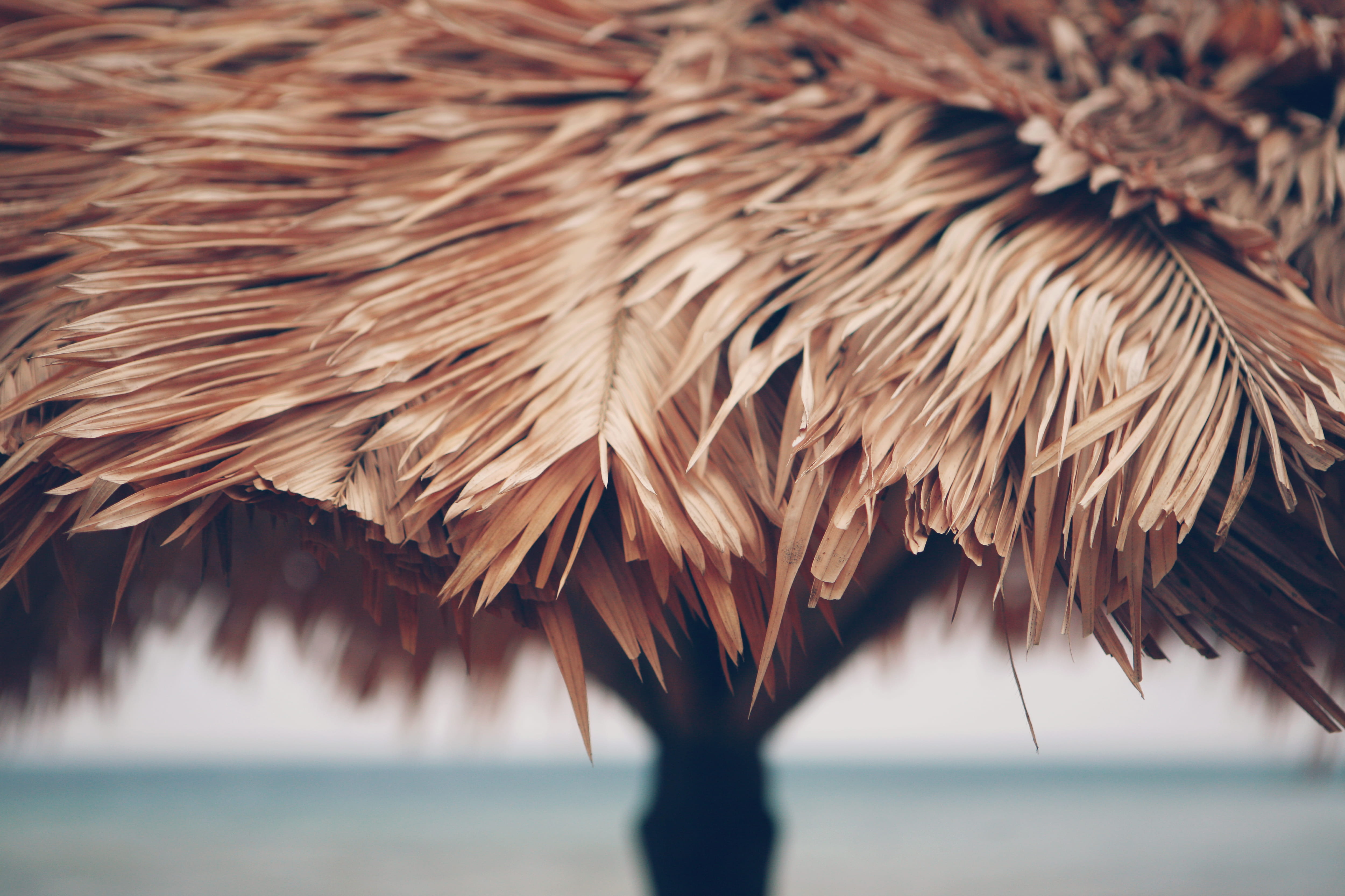 plant, beauty in nature, selective focus, beach, sea, leaf, macro, landscape, palm tree, sun umbrella, no people, brown, hut, day, house, outdoors, nature, HD Wallpaper