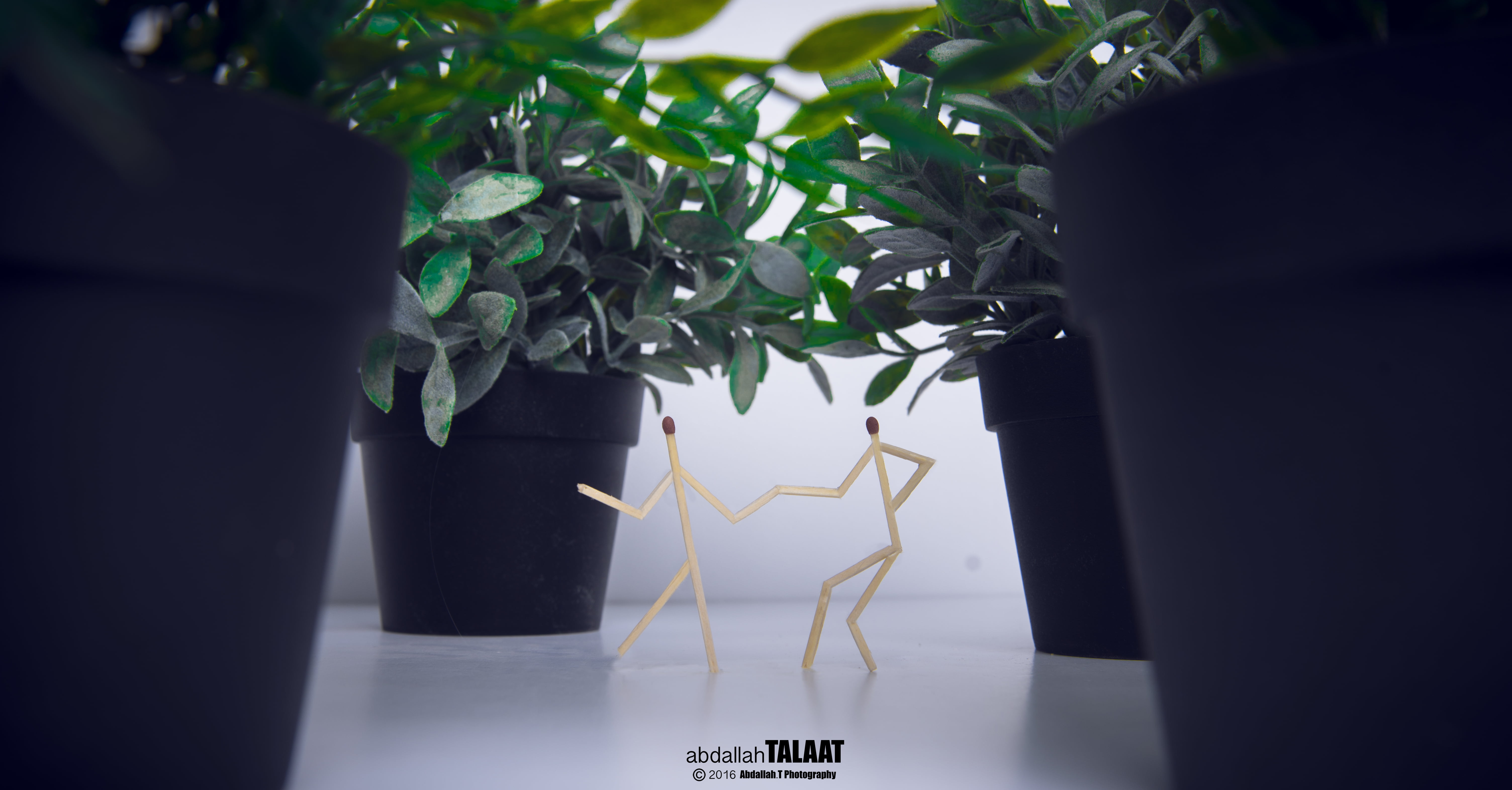 nature, indoors, houseplant, potted plant, close-up, ballerina, tree, focus on foreground, plant part, matchstick,  fire, day, green color, animal, beauty in nature, HD Wallpaper