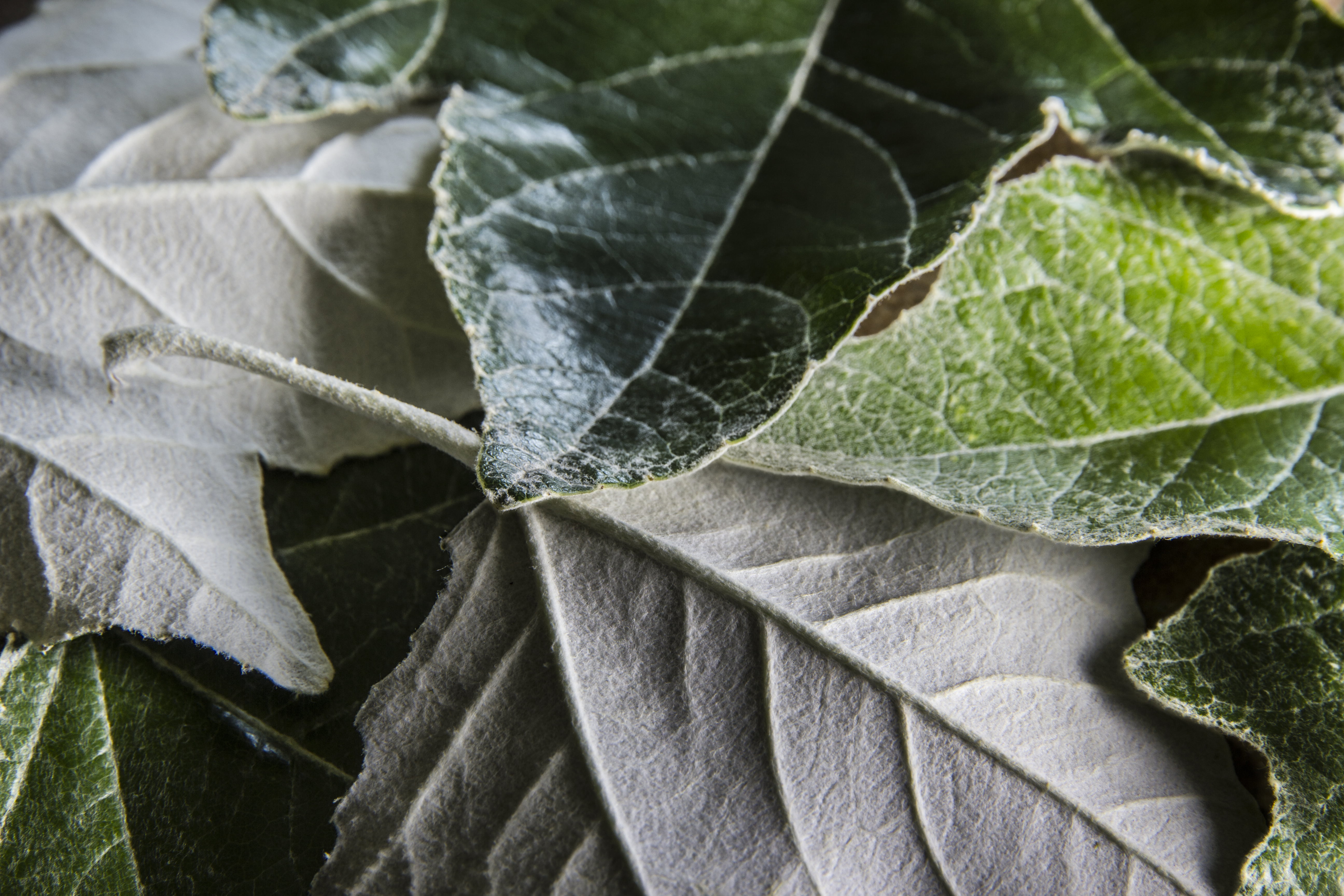 close, backgrounds, Texture, leaves, photo, close-up, plant, green leaves, organic, green, Leaf, 5K, nature, HMM, macro, monday, HD Wallpaper