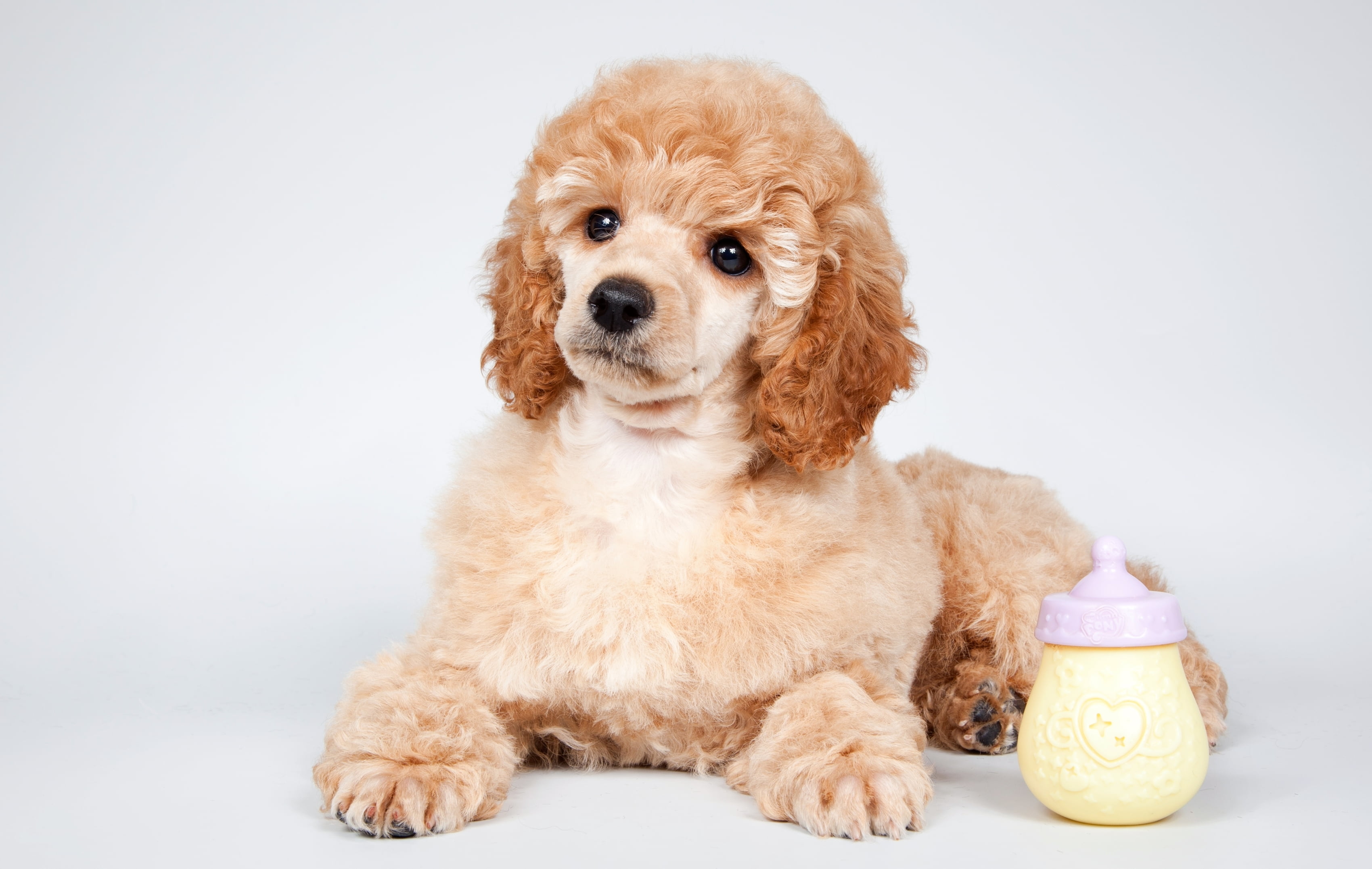 canine, cocker, dog, small, domestic animals, softness, young animal, spaniel, poodle, no people, 2K, one animal, innocence, brown, domestic, animal, puppy, HD Wallpaper