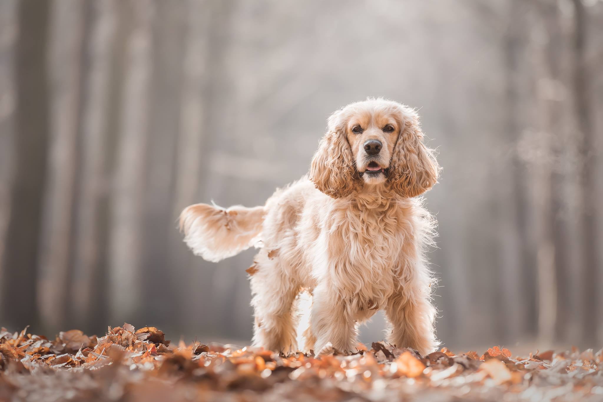 bokeh, 1080P, foliage, leaves, autumn, Cocker Spaniel, dog, HD Wallpaper